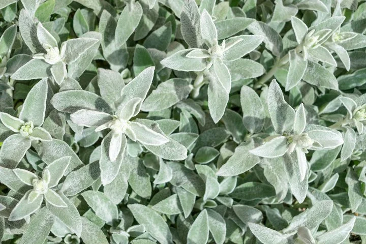 Stachys thirkei