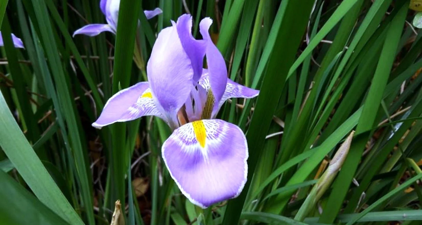 Iris unguicularis