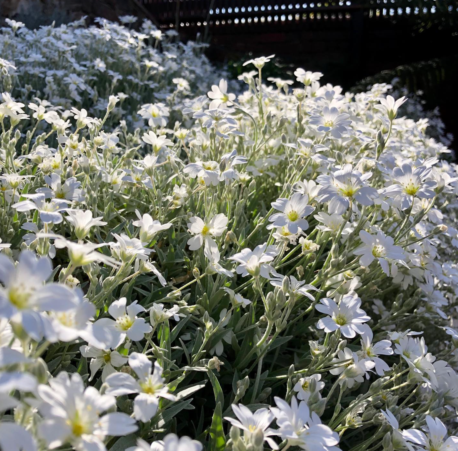 Cerastium tomentosum