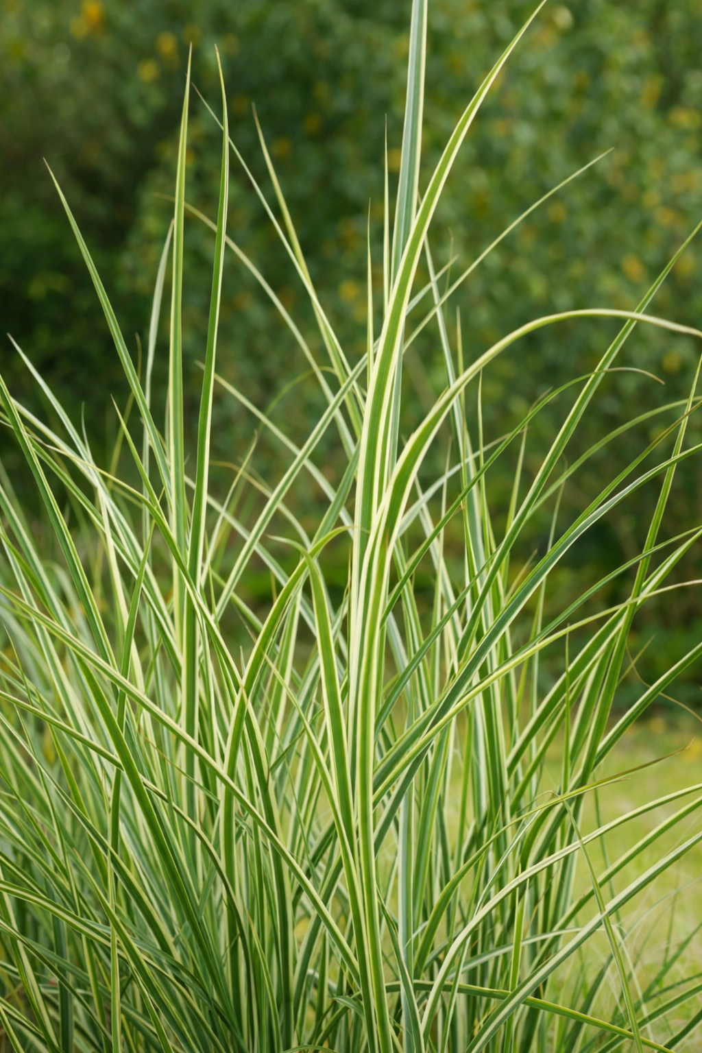 Calamagrostis 'Overdam'