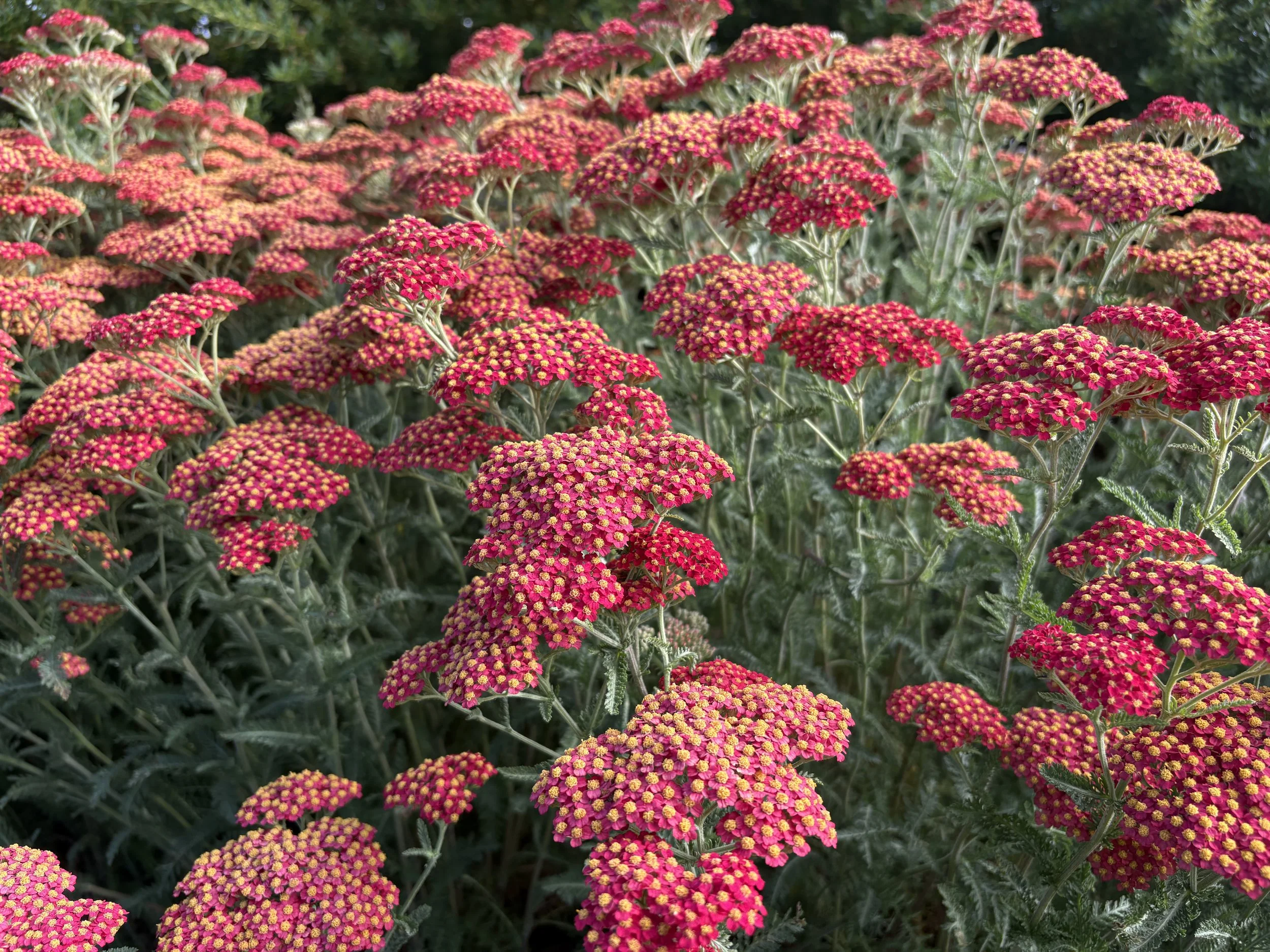 Achillea 'Paprika'