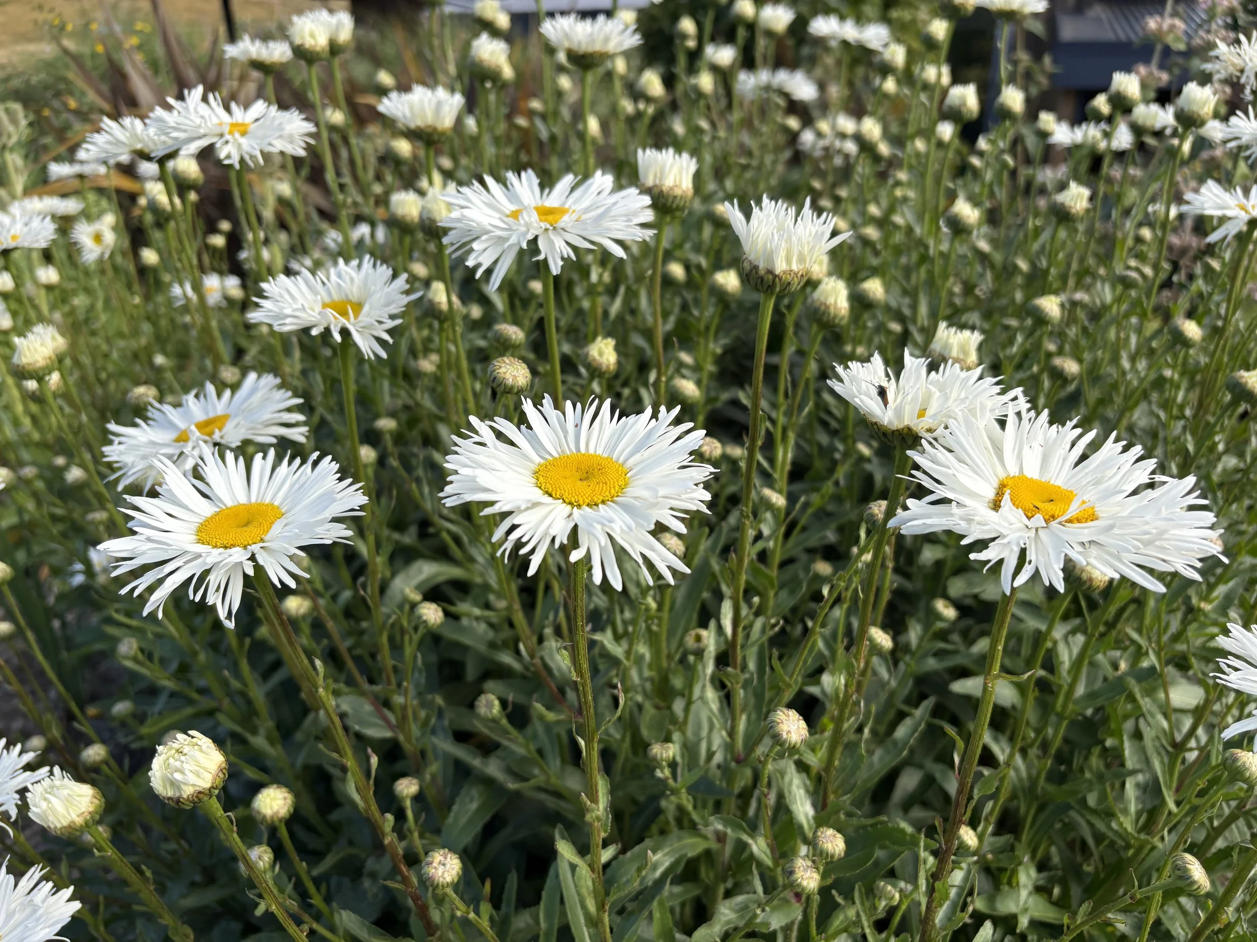 Leucanthemum superbum