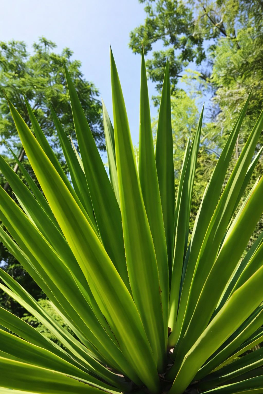 Furcraea bedinghausii