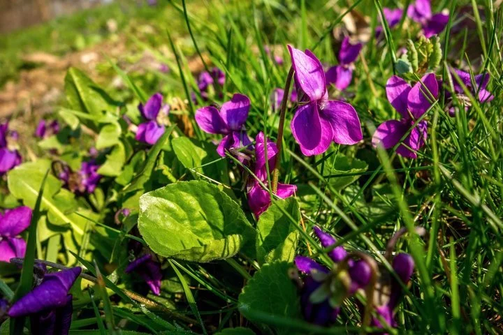 Viola odorata 'Rosina'