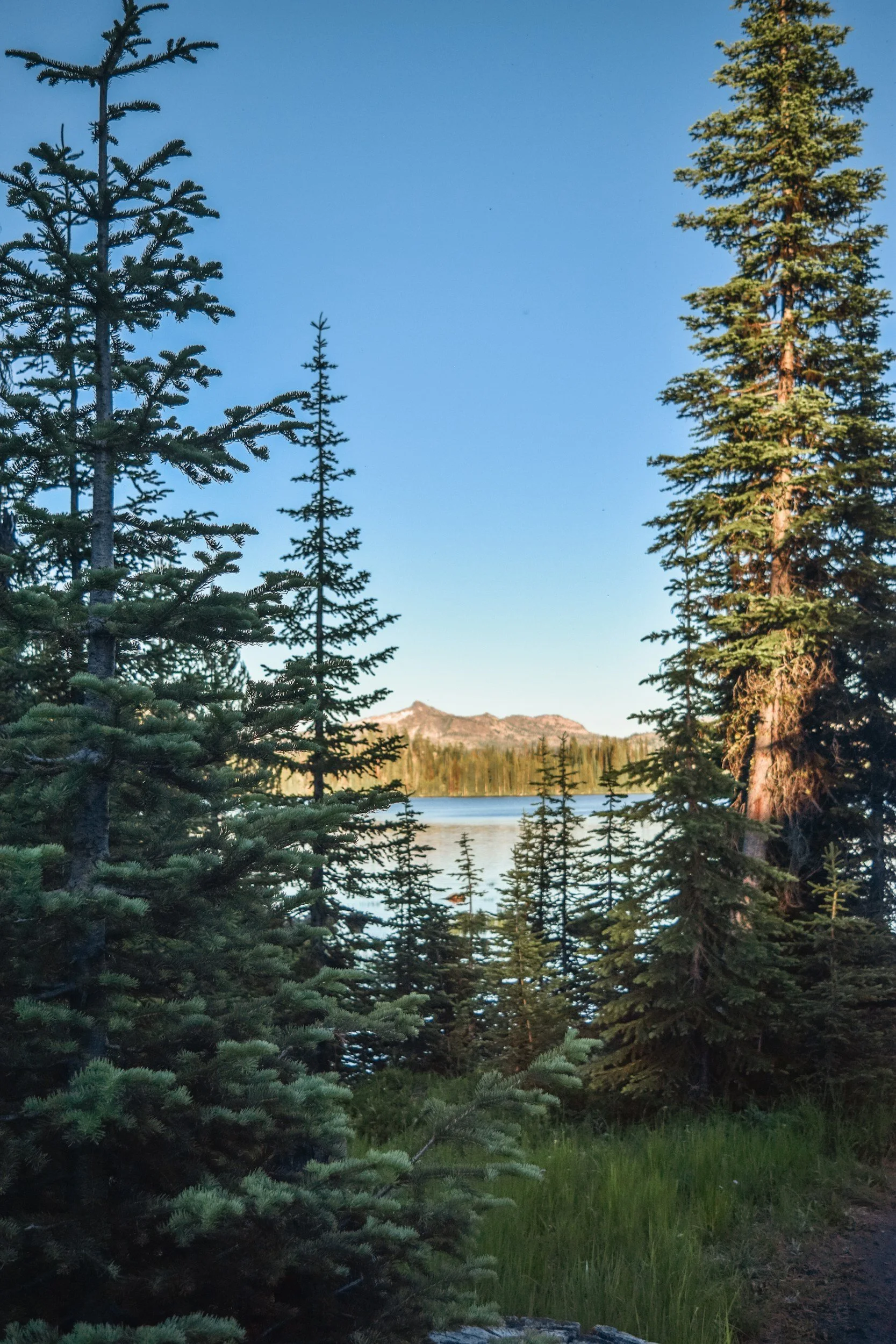 Tall pine trees near a lake with mountains in the background under a clear blue sky.