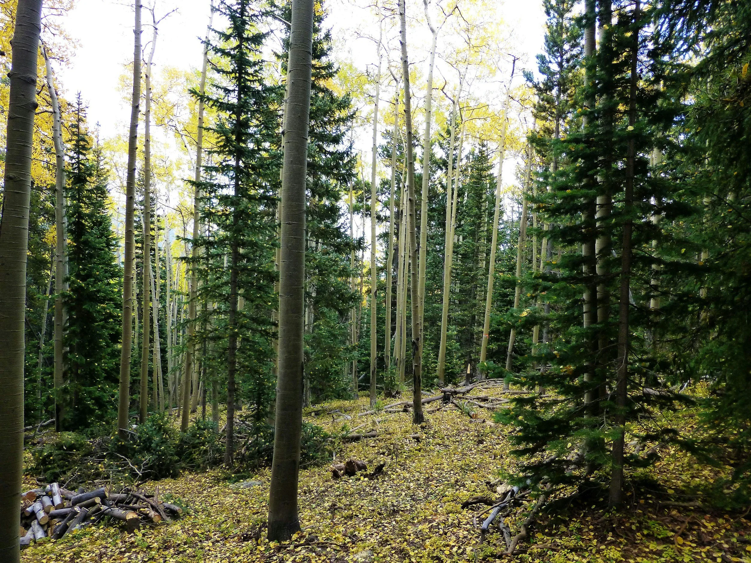 Dense forest of tall trees with green and yellow leaves, fallen branches on forest floor, and logs of cut wood.