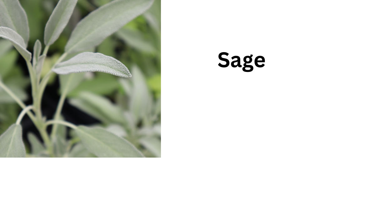 Sage