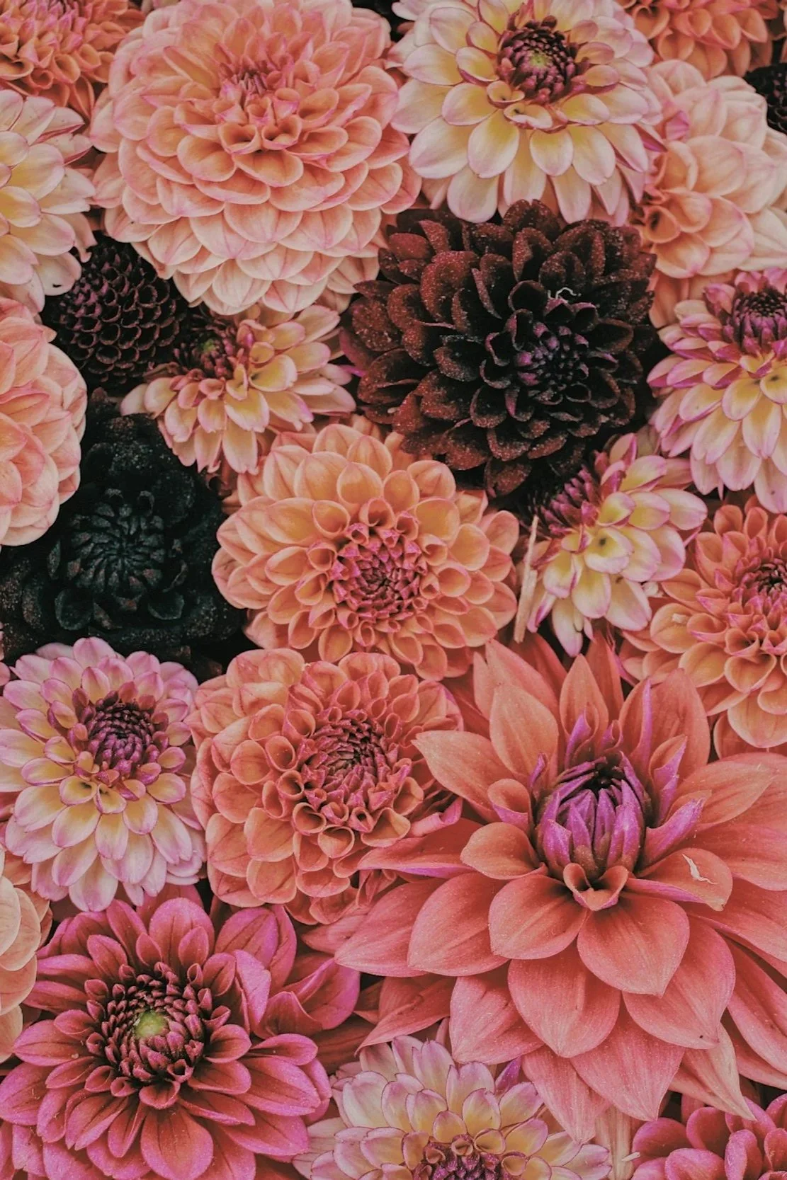 Dahlias