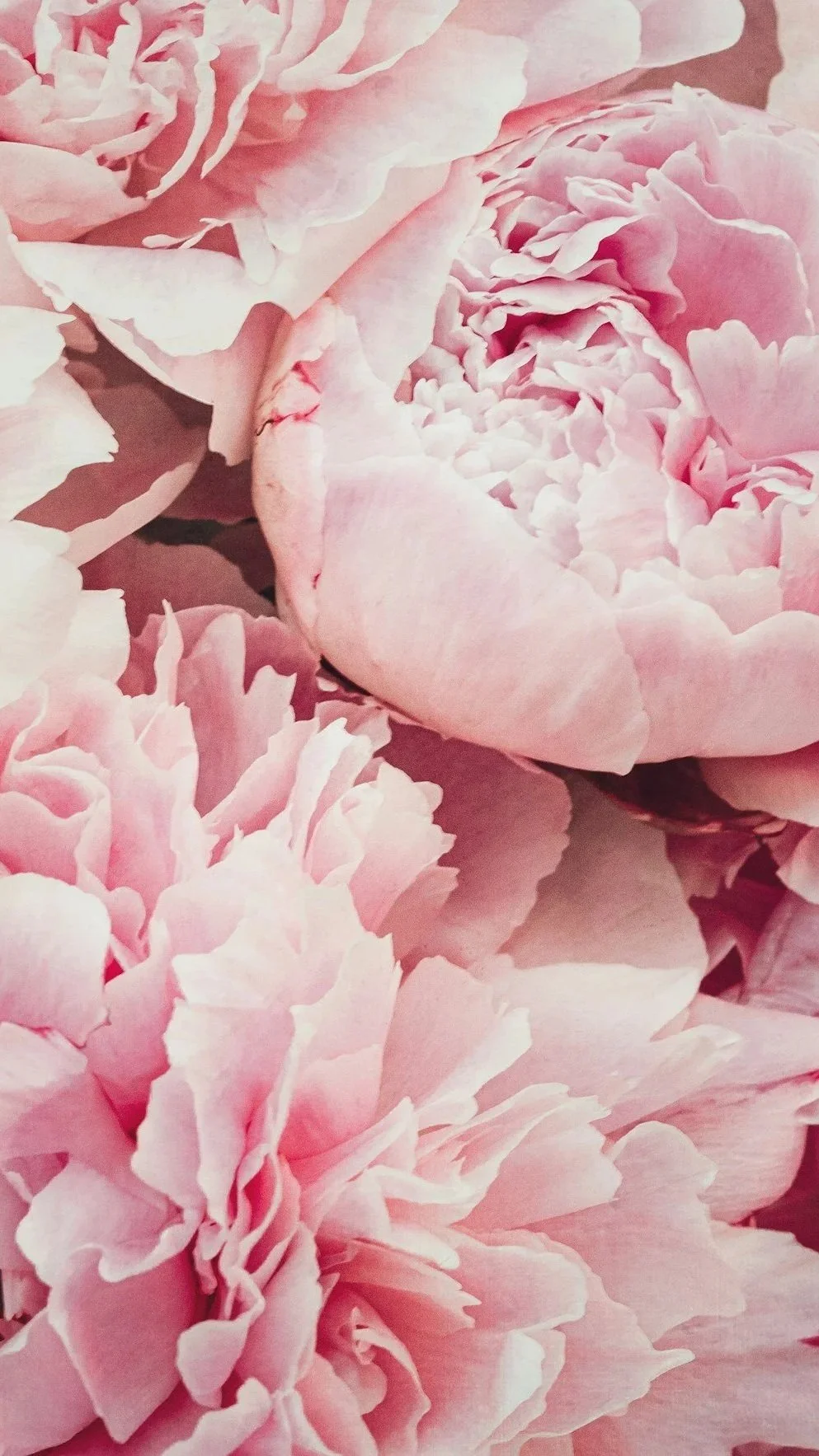 Peonies