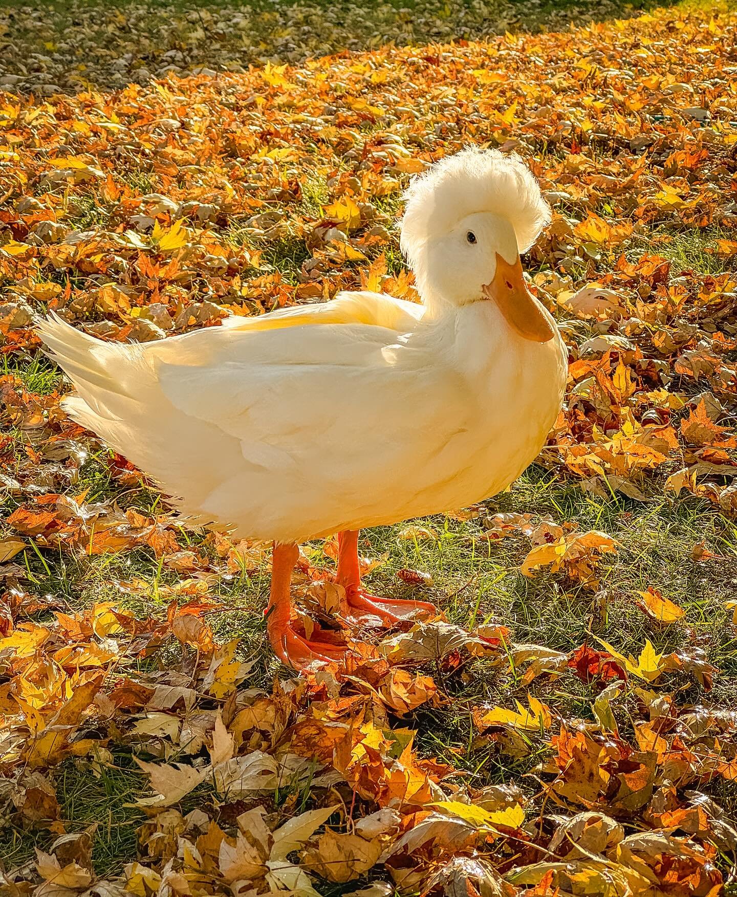 Entering Ernie for the @metzerfarms duck calendar for October 🎃#metzerfarms2026 #duck #ducks #ducksofinstagram