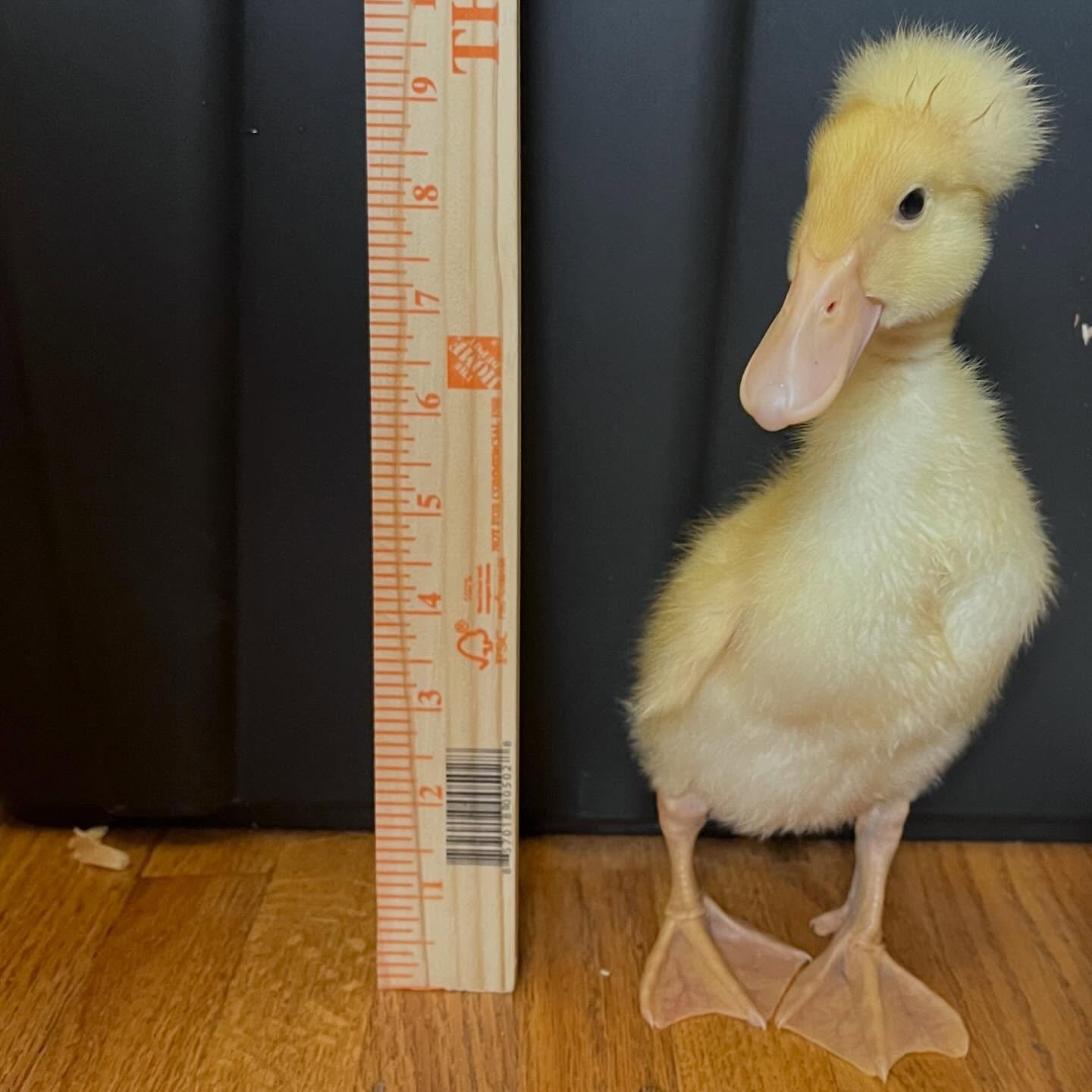 Throw back to baby Ernie #duck #ducksofinstagram #ducks