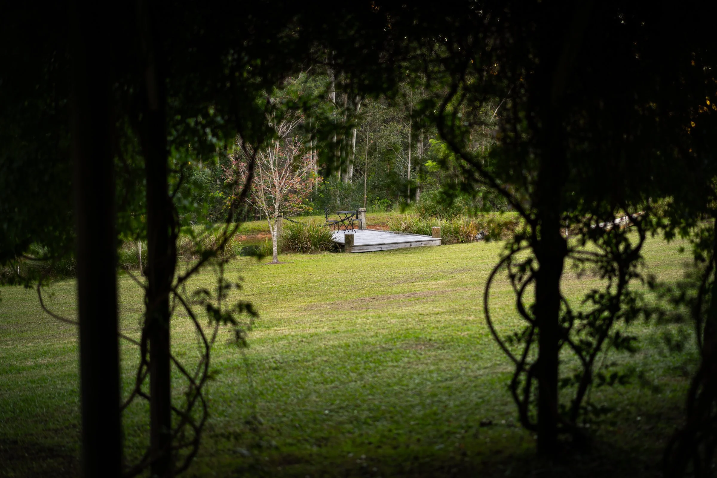 View of a grassy park with a small wooden stage and a bench, framed by dark tree branches and leaves.