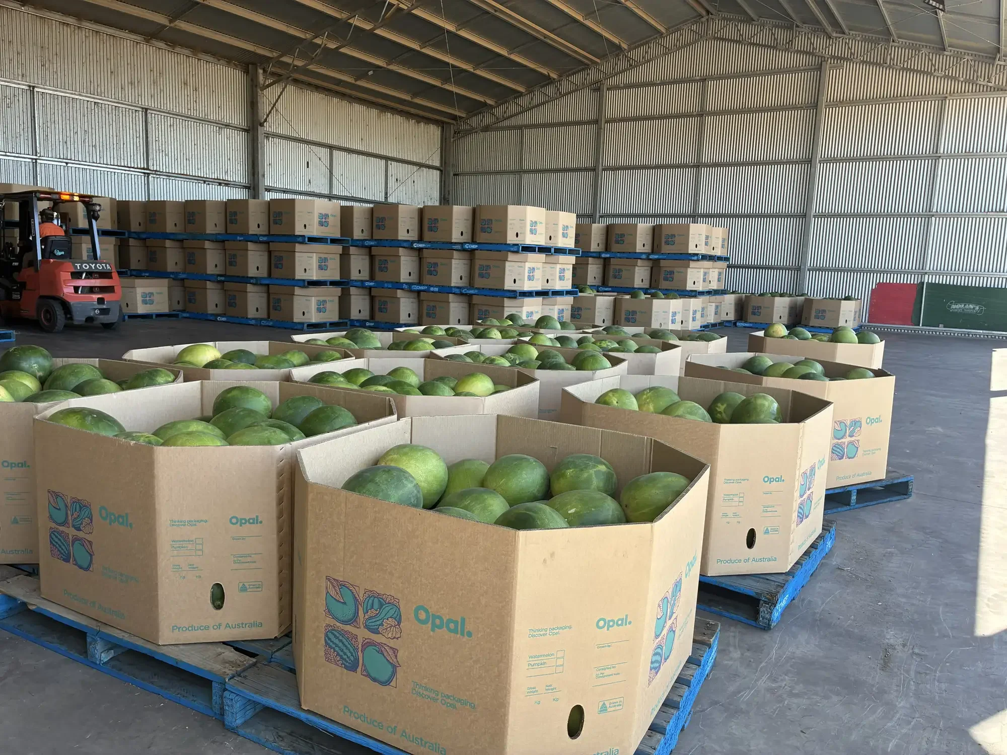 commercial grown watermelon, packed into cardboard containers in a large shed