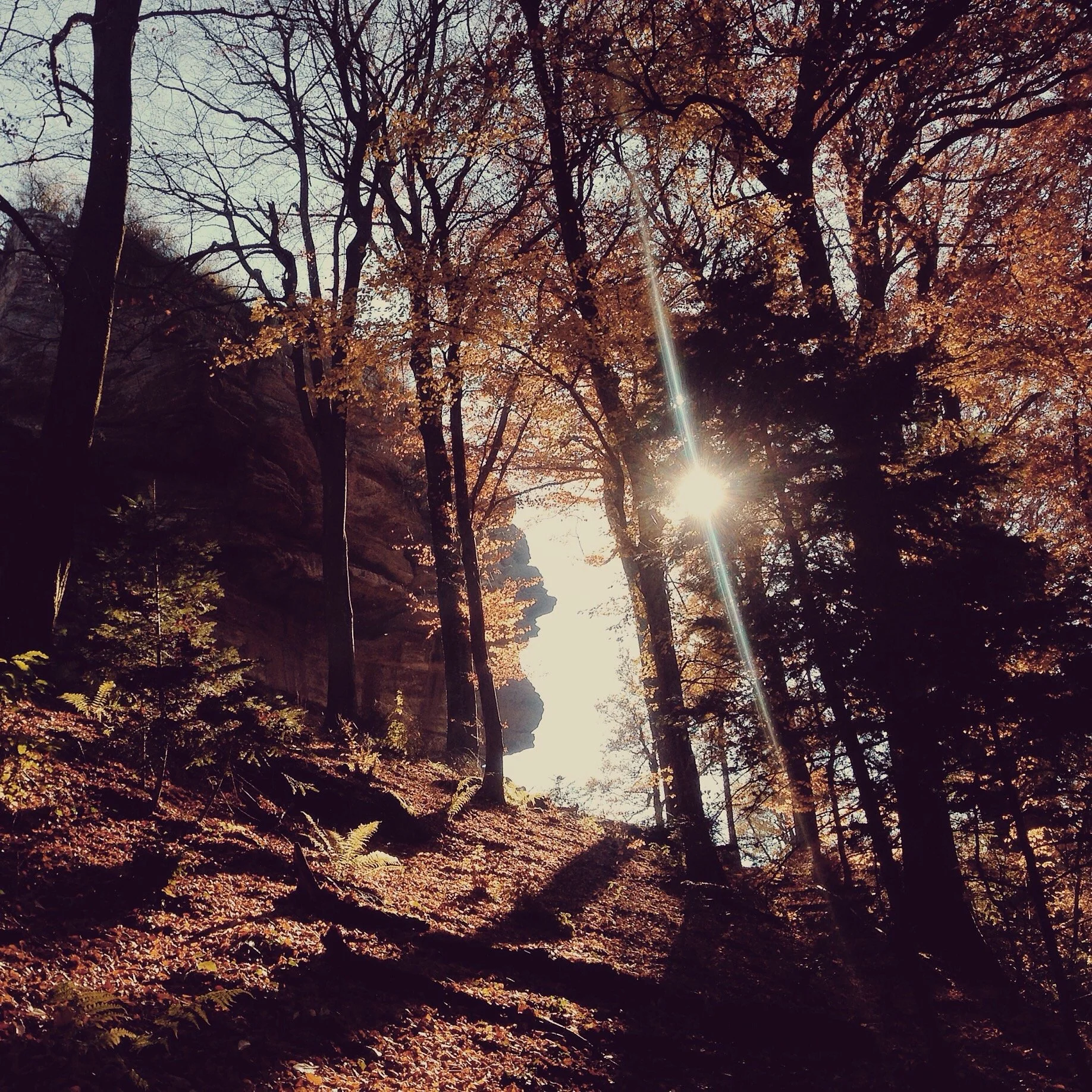 A forest scene during autumn features tall trees with orange and brown leaves, a rocky cliff in the background, and sunlight streaming through the branches, illuminating the forest floor covered with fallen leaves and ferns.