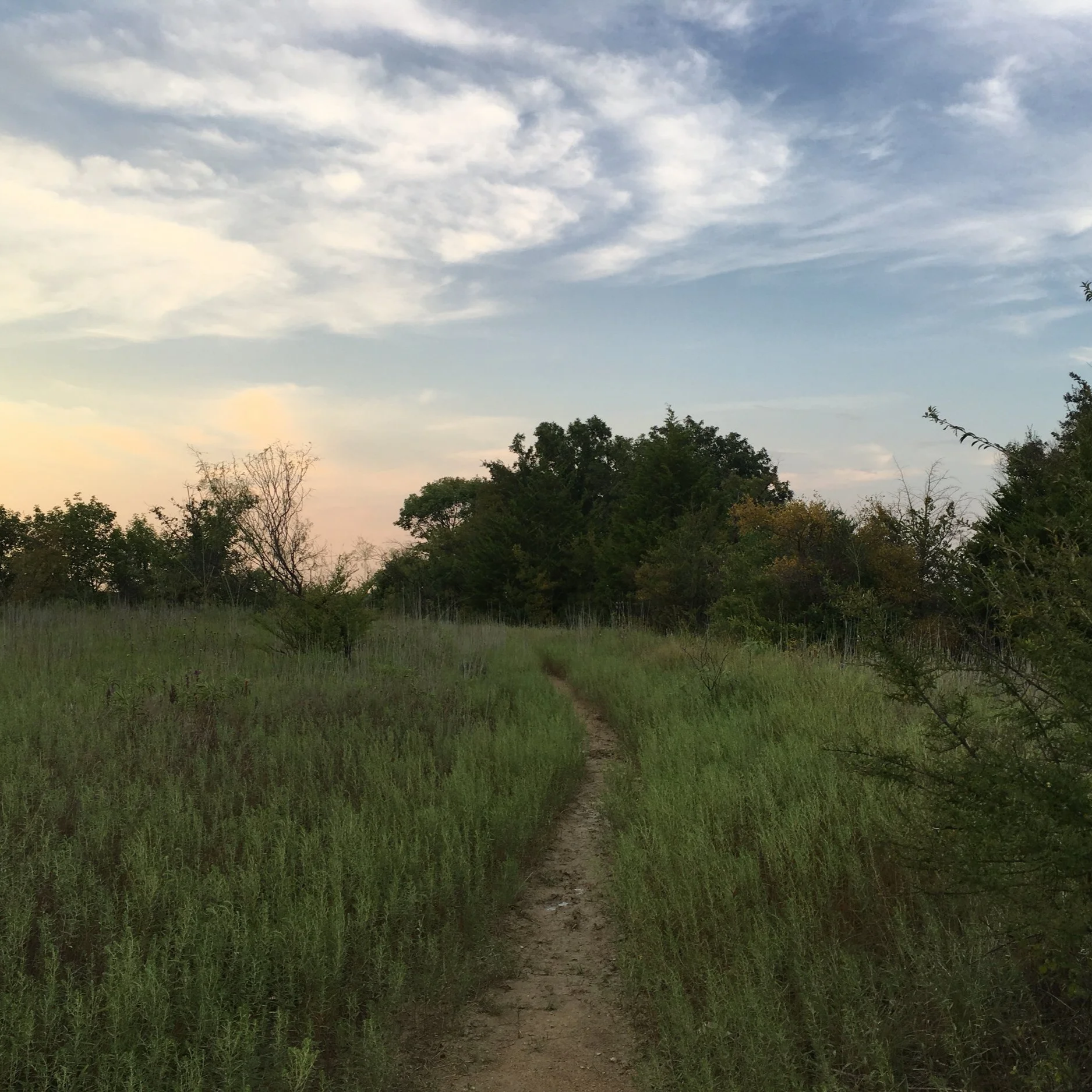A dirt path through green grassy field leading to a line of trees with a partly cloudy sky above.