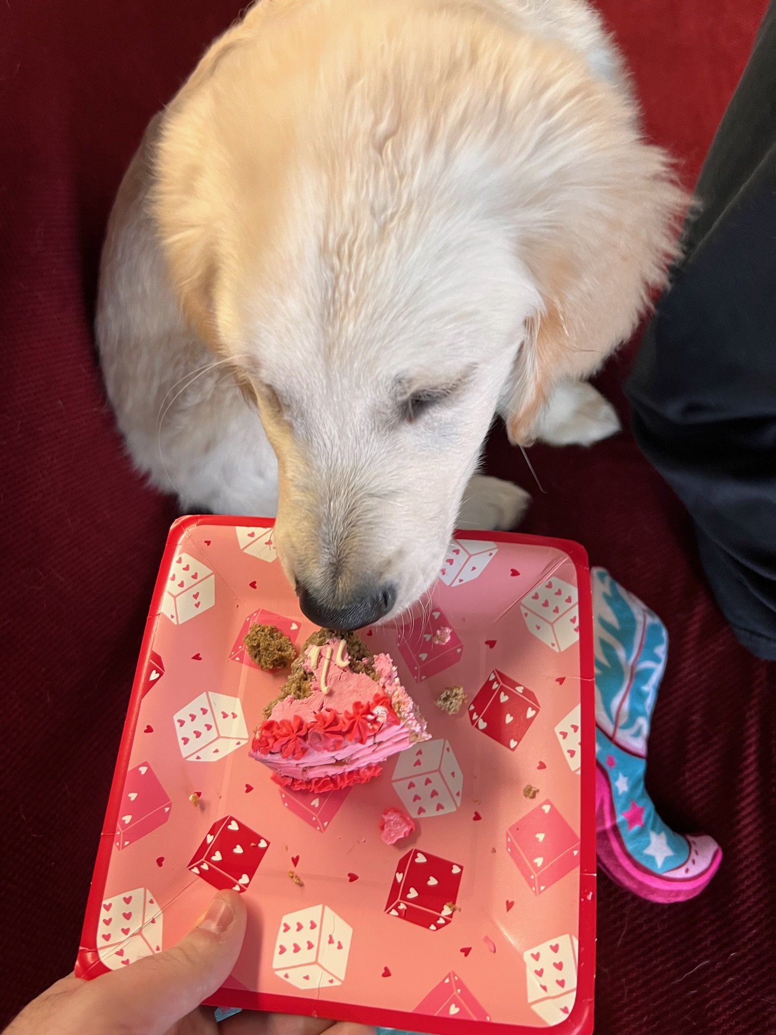 Dog eating a slice of cake from a red and white heart-themed plate