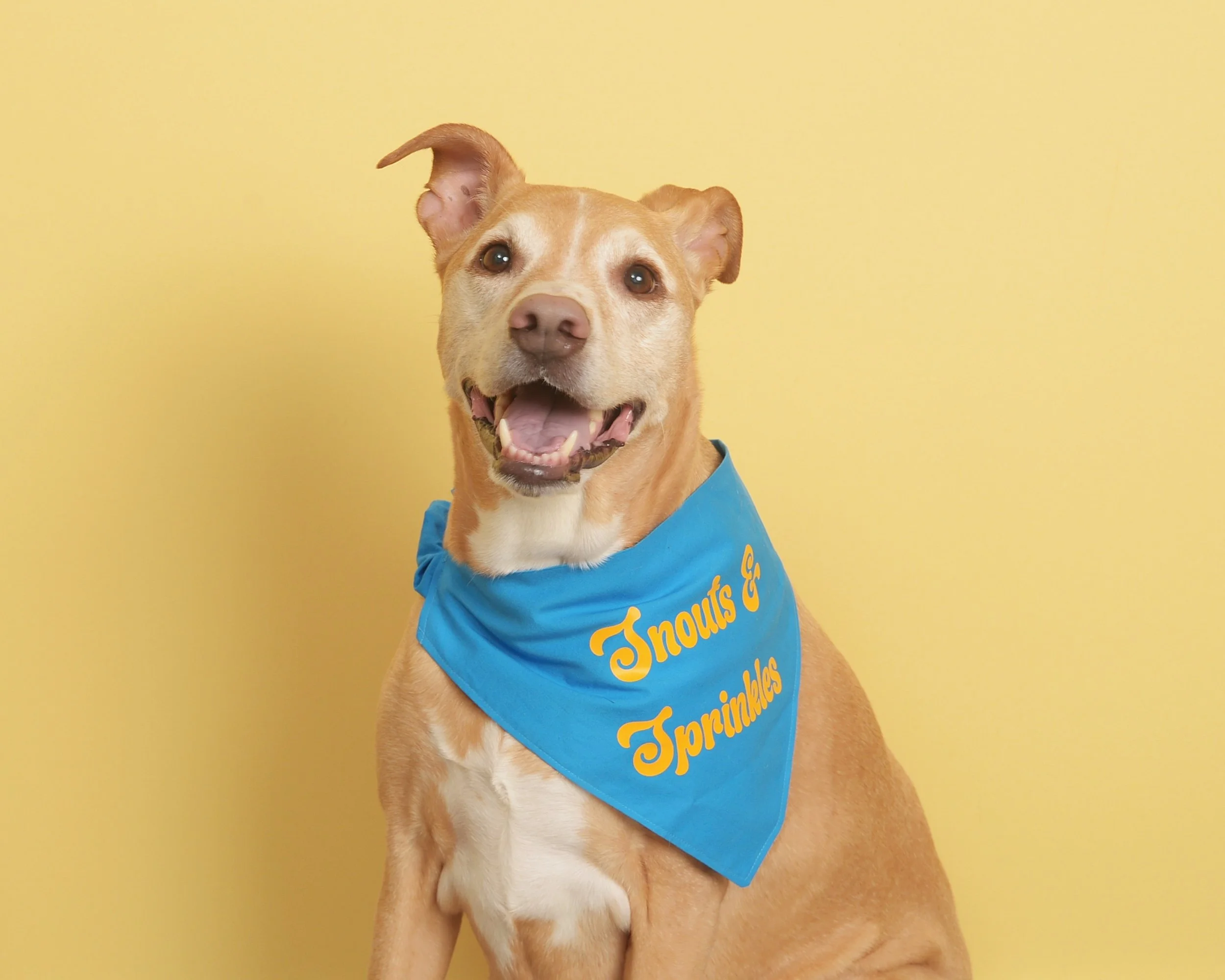 Happy, smiling tan dog with a Snouts and Sprinkles bandana