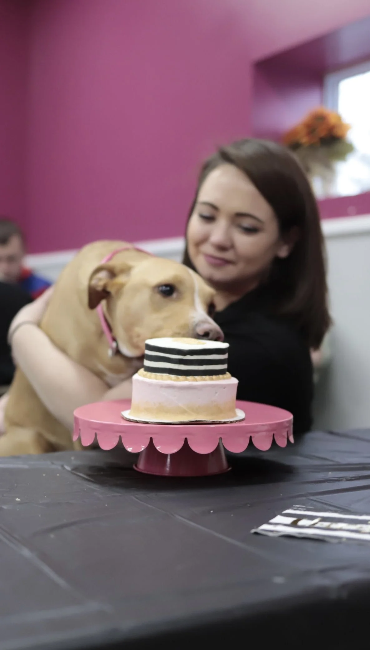 A woman is hugging a brown and white dog at a celebration with a pink cake with black and white stripes on a pink cake stand in front of them. The background shows a pink wall and a window with a flower arrangement.