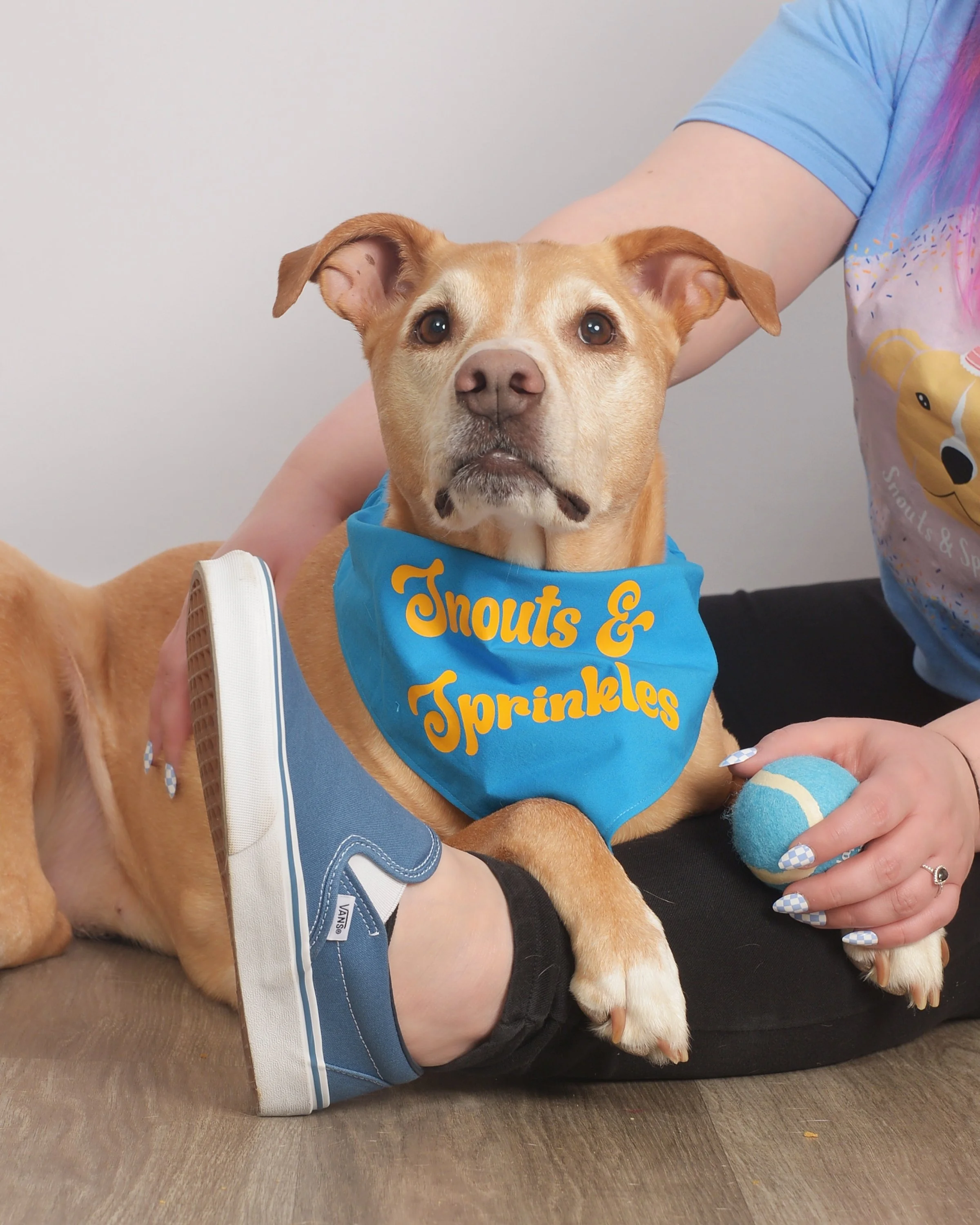 A tan dog with a blue bandana around its neck reading 'Snouts & Sprinkles,' sitting on a person's lap. The person is wearing blue Vans sneakers and has blue and white nail art. The dog holds a blue and yellow tennis ball in its paw.