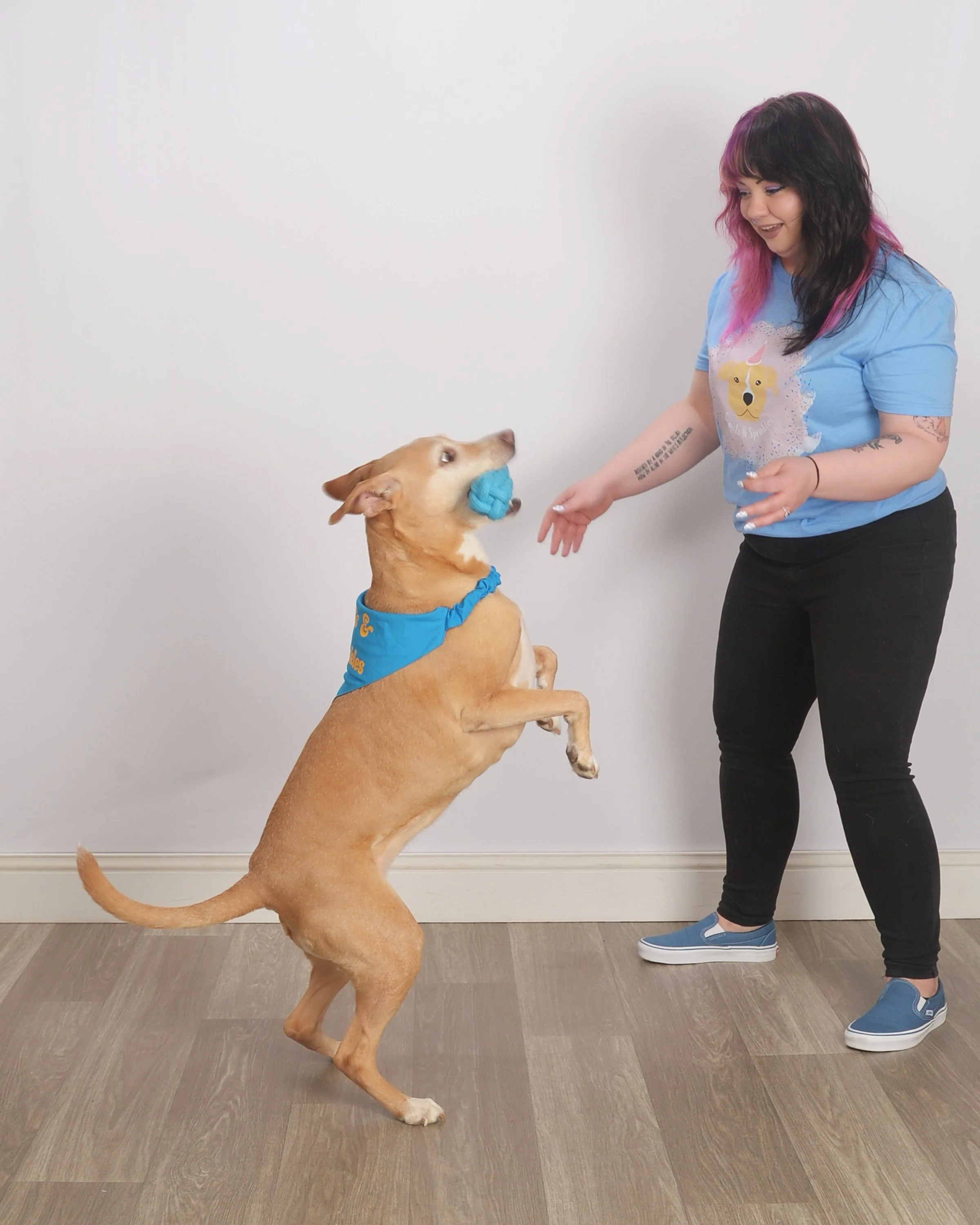 A woman with black and pink hair playing fetch with a tan dog that is standing on its hind legs and holding a blue toy in its mouth. The woman is smiling and holding a second blue toy.