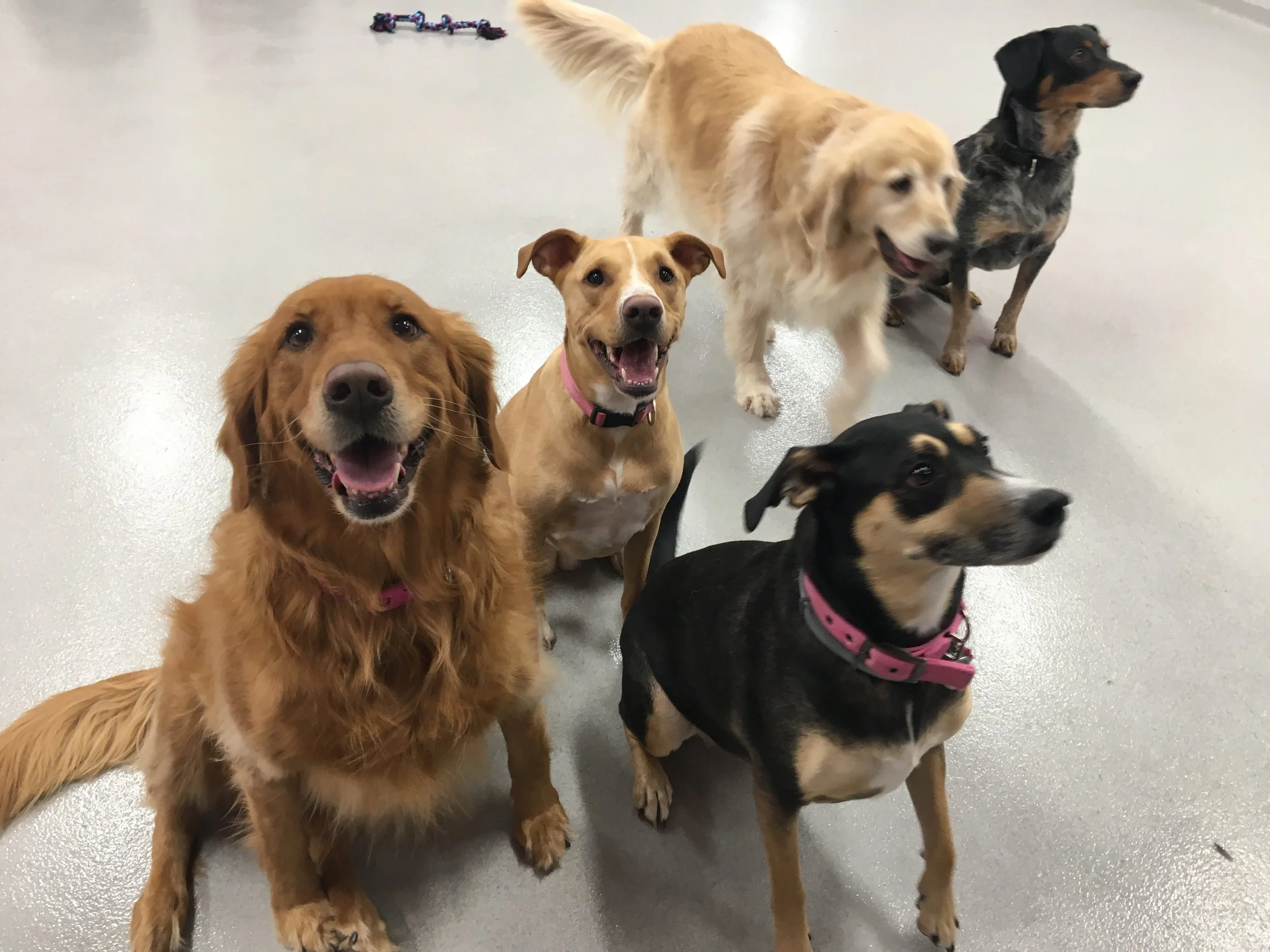 Group of five dogs sitting on a light-colored floor, looking up, some with happy expressions, wearing collars or harnesses.
