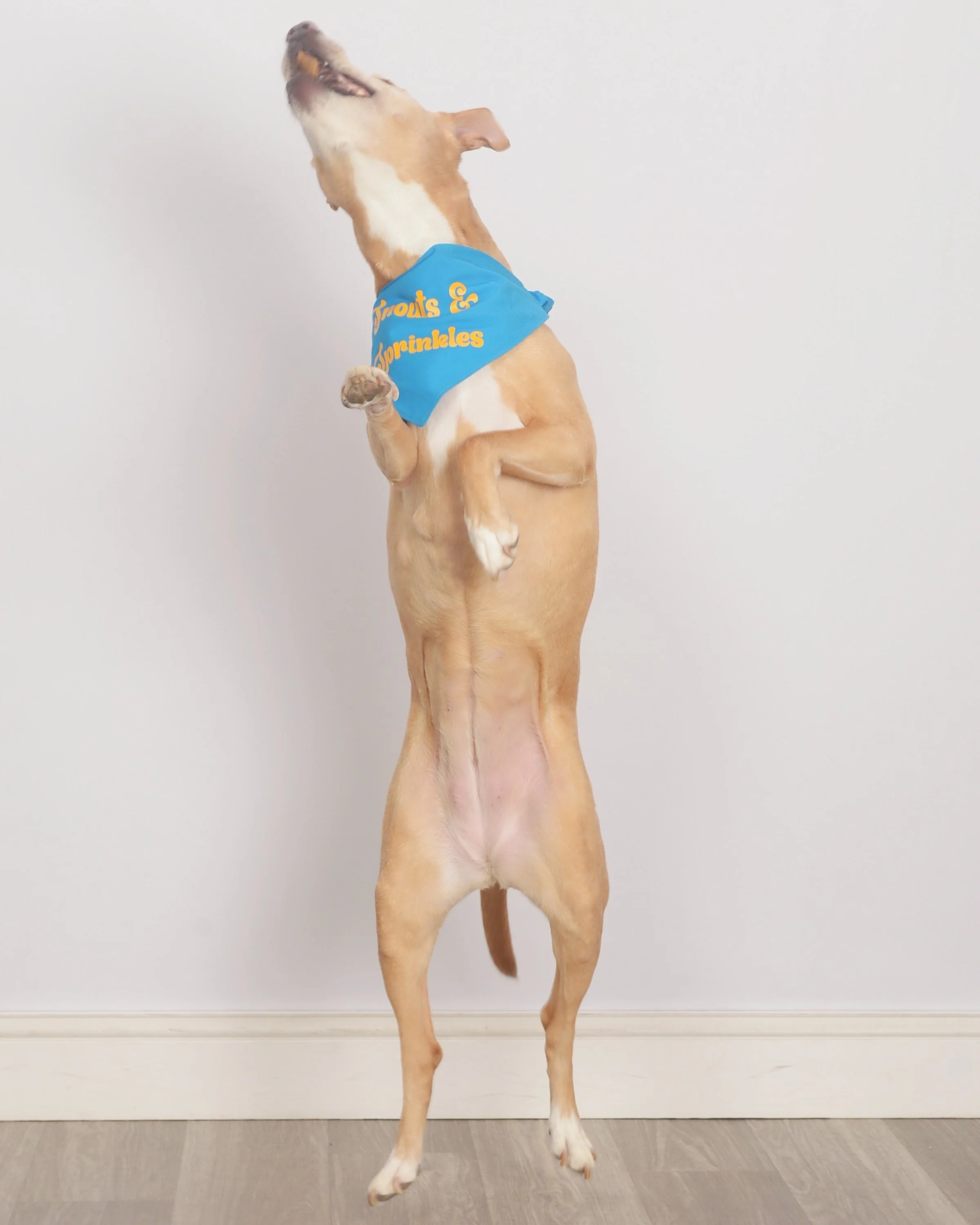 A dog standing on its hind legs against a plain wall, wearing a blue bandana that says 'Fruits & Sprinkles.'