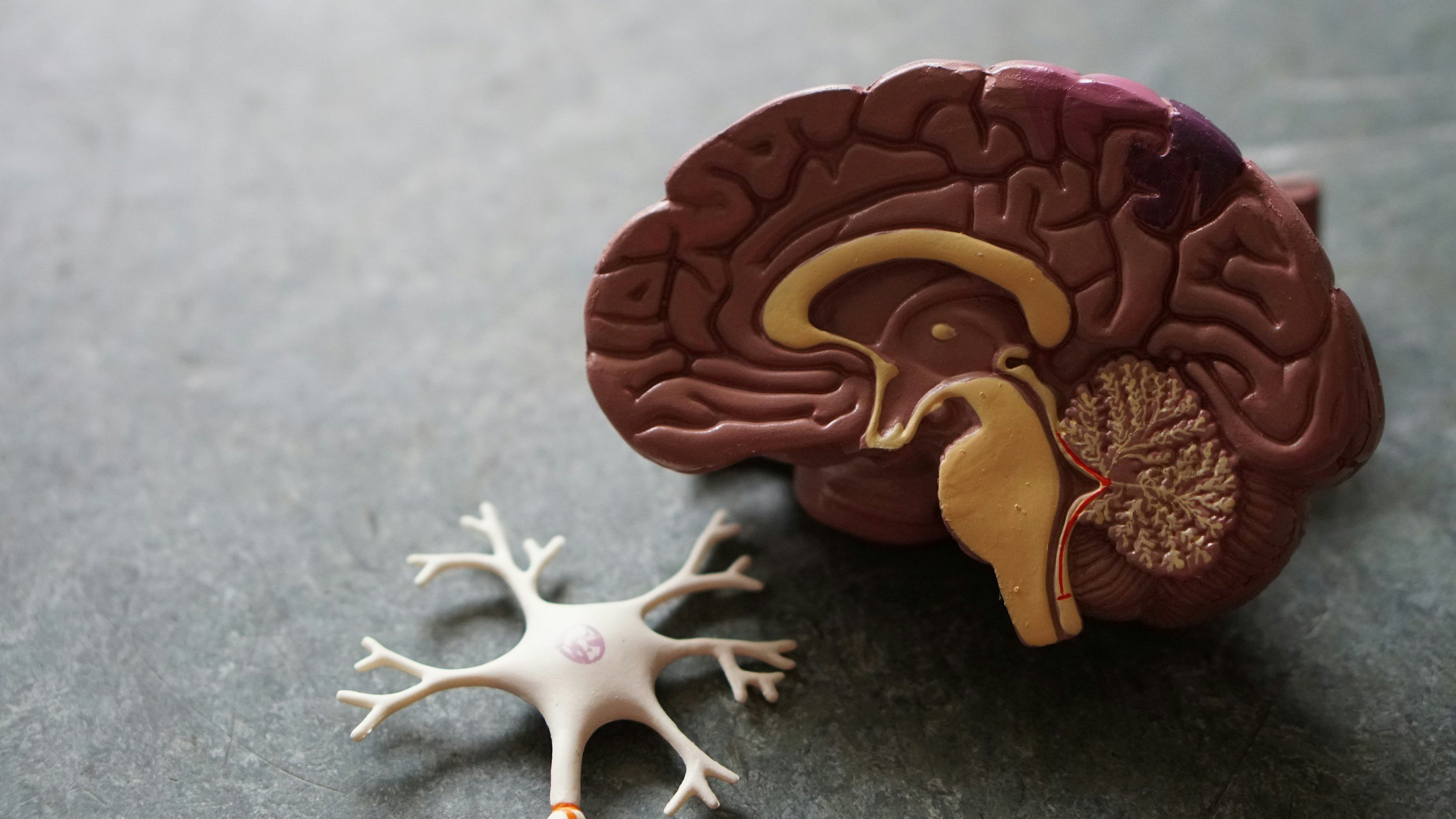 Detailed cross-section model of a human brain placed next to a white neuron-shaped object.