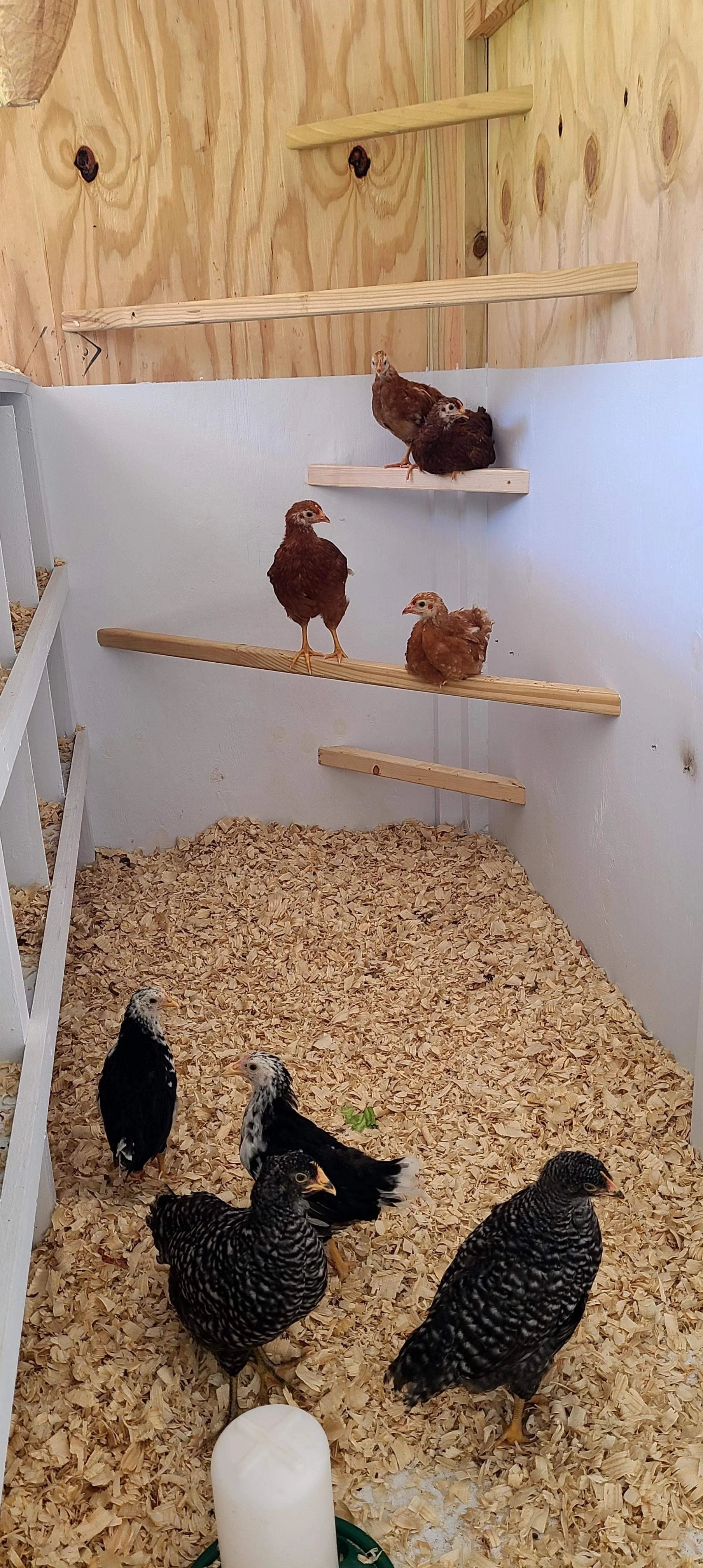 coop inside with chickens.JPG