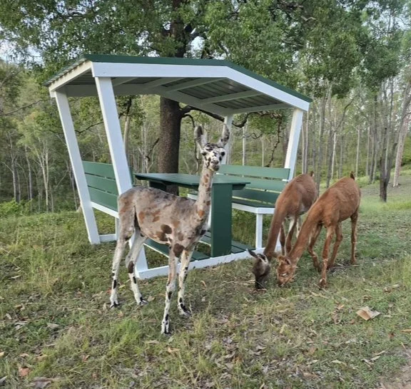 gazebo w:llamas.jpg