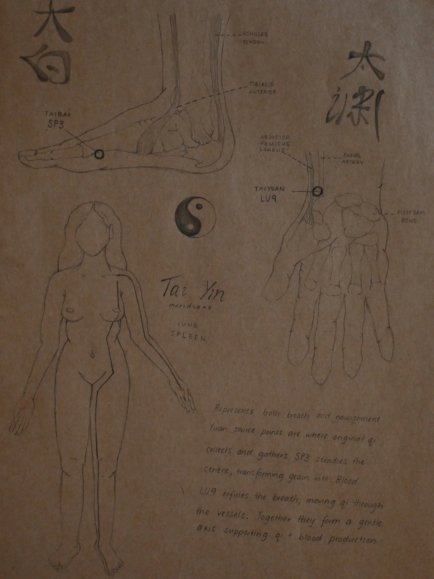 Tai Yin Meridians 🐉

The Tai Yin is a paired relationship of Lung and Spleen that through the lens of Chinese Medicine contributes to our foundational production of Qi and Blood. 

Together working to support vitality and clarity of mind. 

A small 