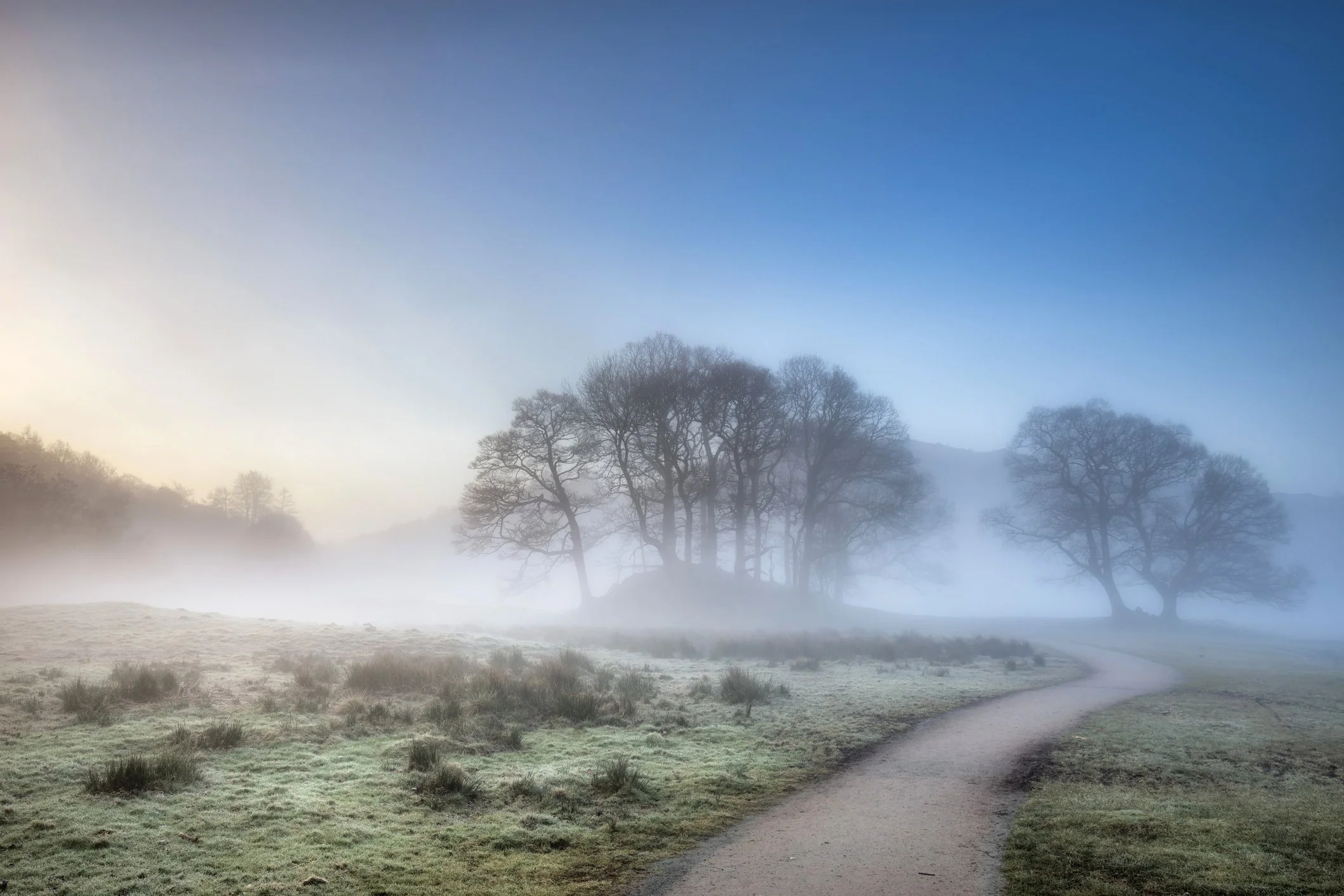 Misty tree-lined path symbolizing calm and clarity in the therapy process.