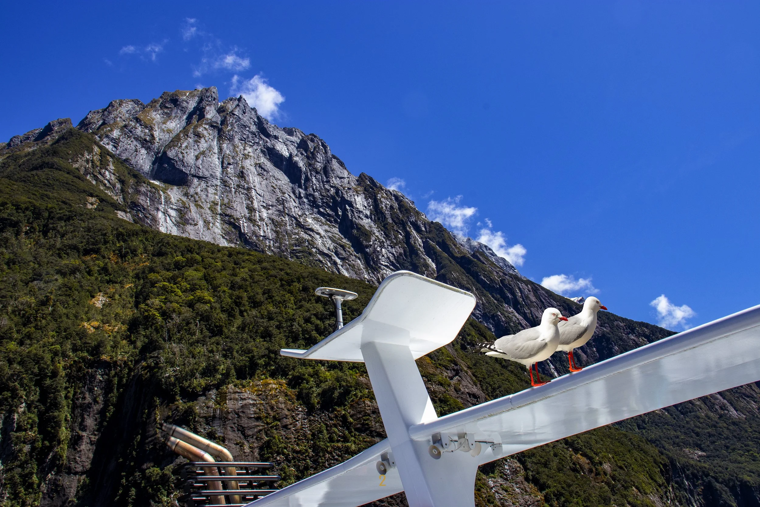An image of a pair of gulls sitting on the roof of a boat in Fiordland.