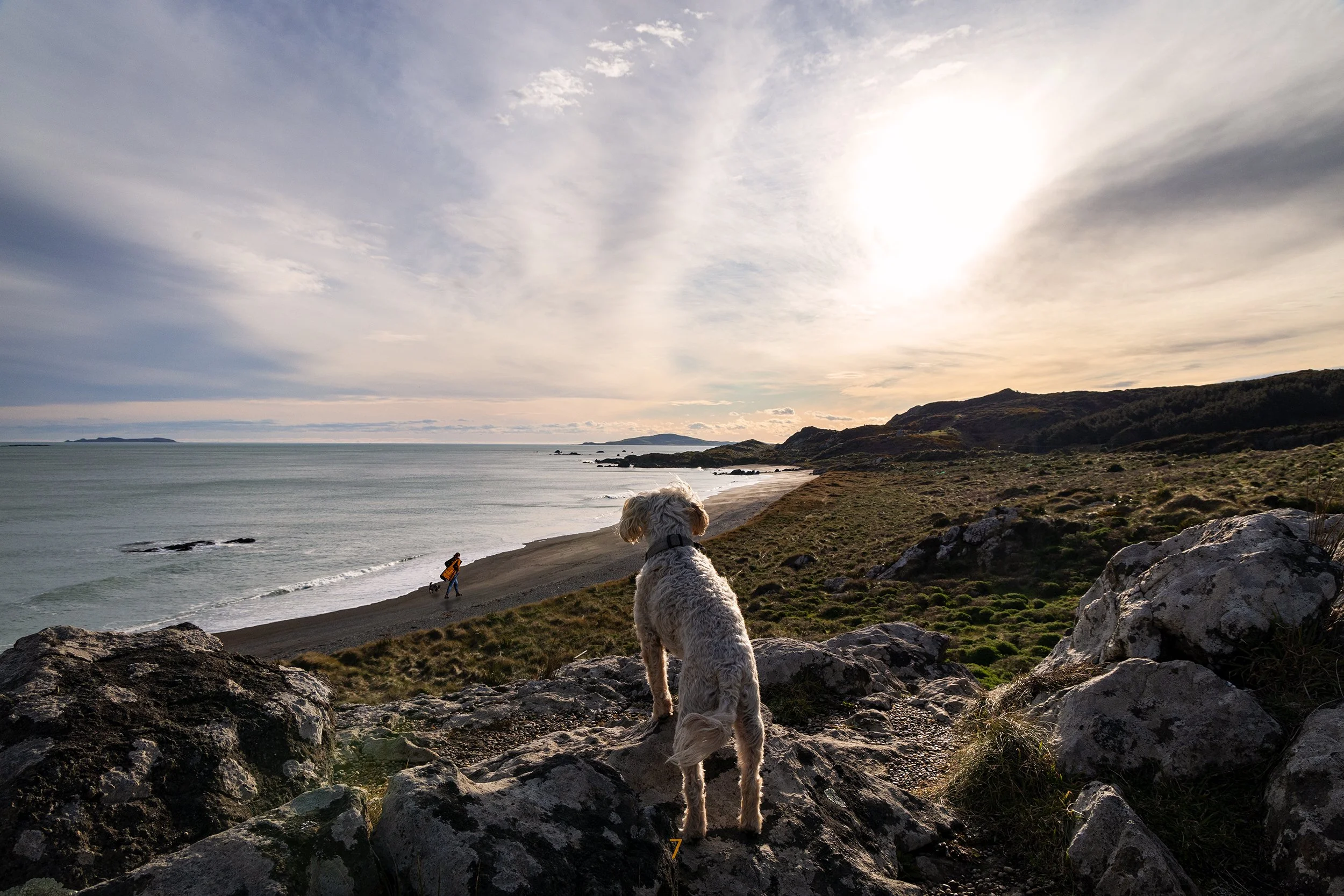 An image of a dog looking out towards the ocean.