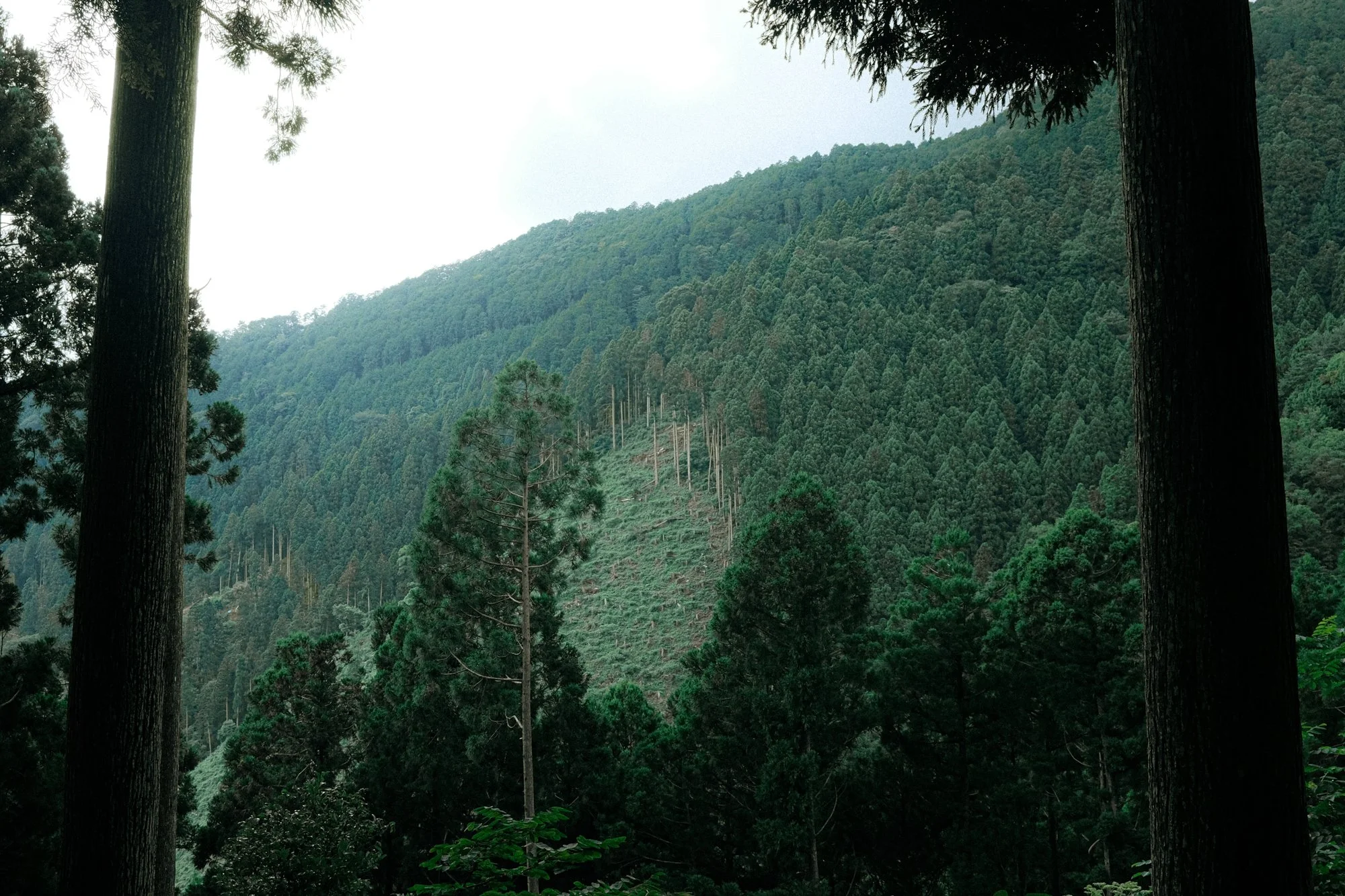 X1002090.jpg
