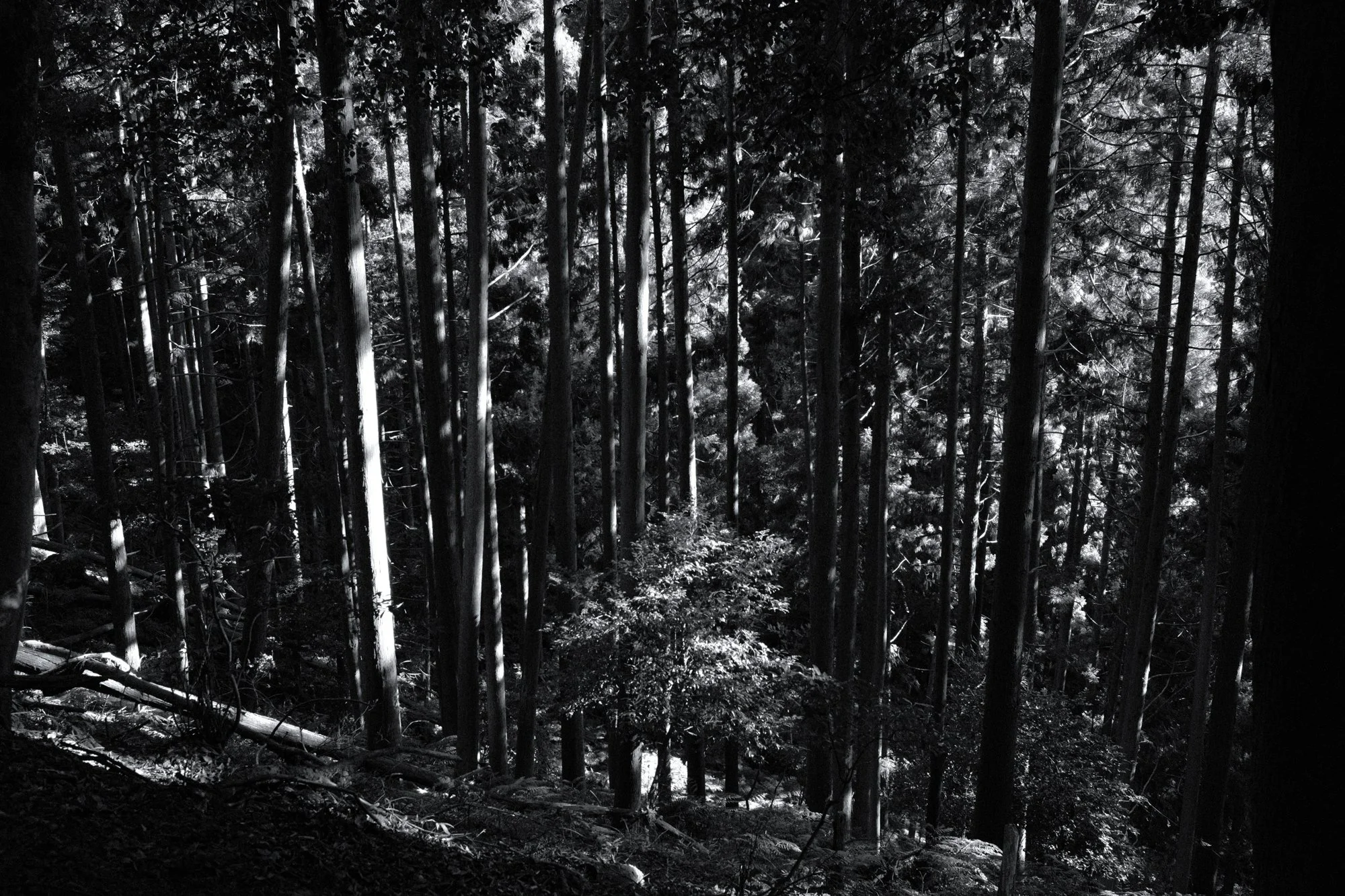 X1004455.jpg