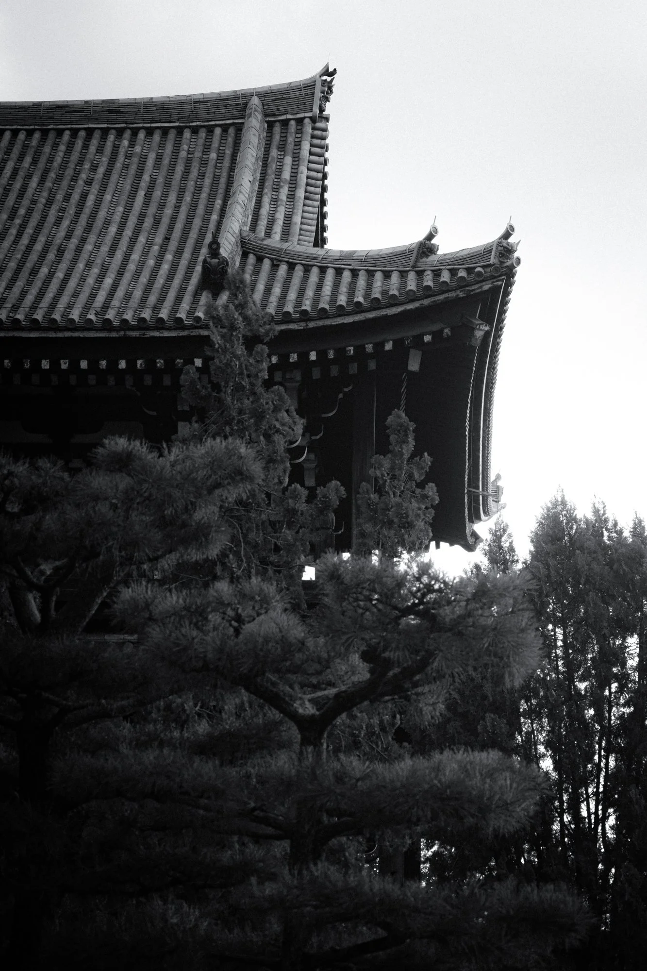 XT508385.jpg