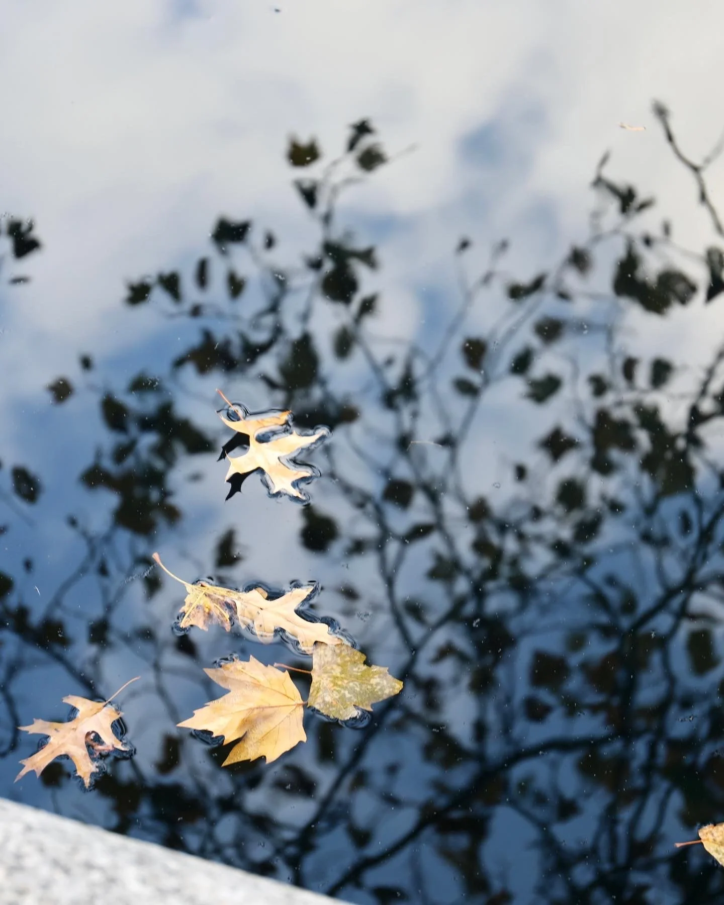 Yellow autumn leaves floating on still water reflecting tree branches and cloudy sky in Central Park, New York City