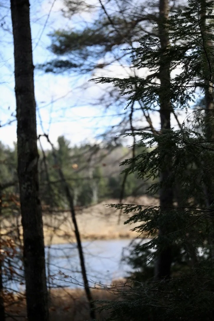 A wooded area with trees and a glimpse of a river or lake in the background, under a partly cloudy sky.