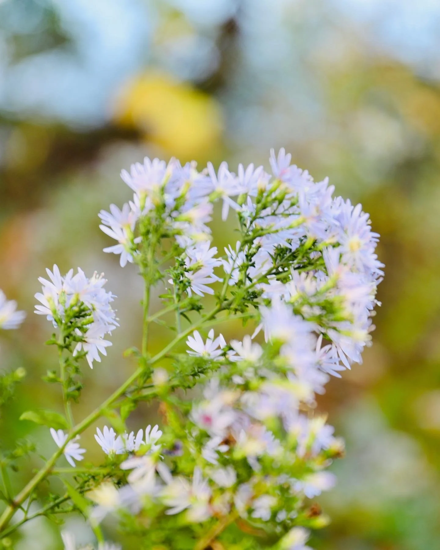 Close-up of light purple wildflowers with green stems and leaves, blurred background of green, yellow, and blue hues.