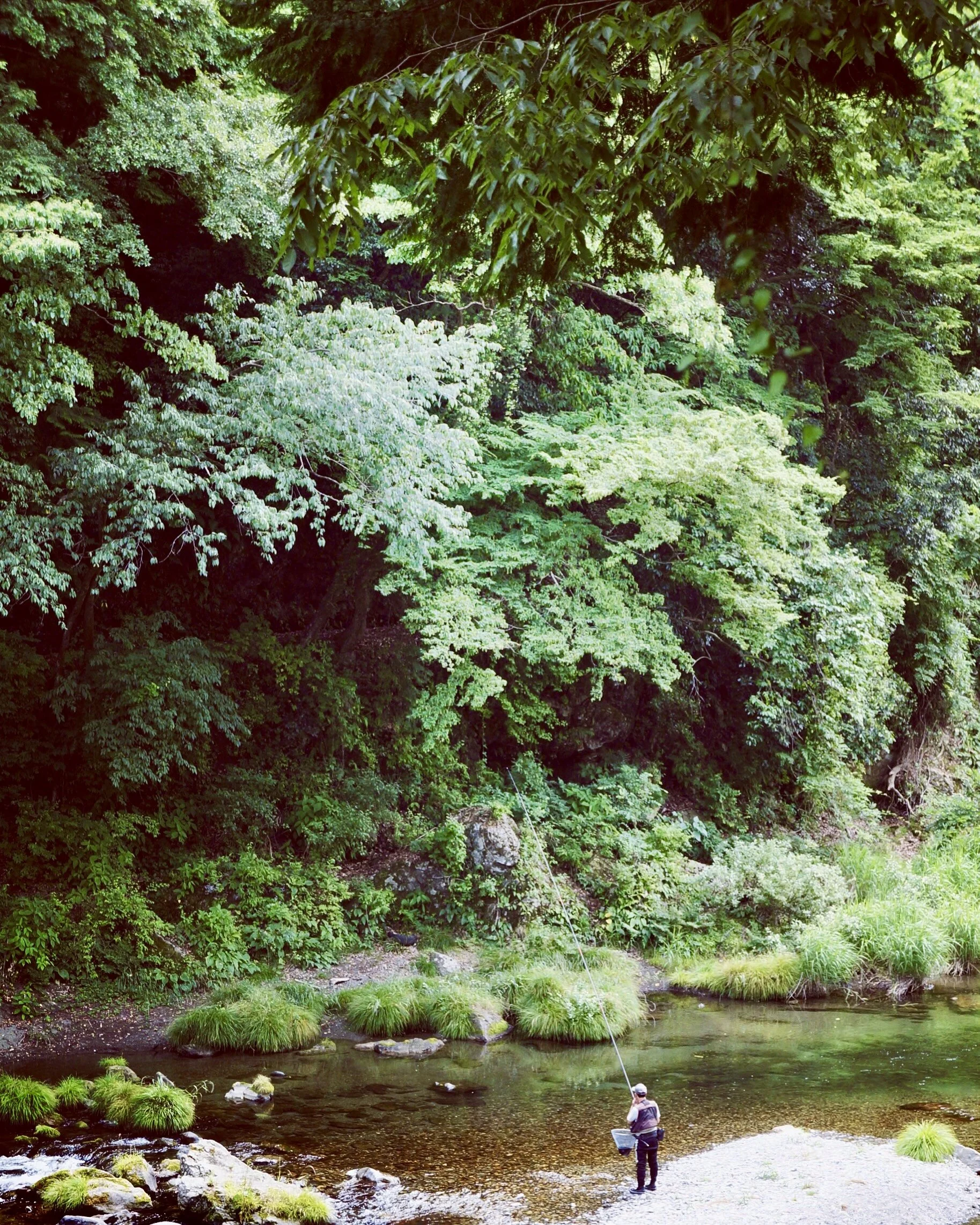 A person fishing in a creek surrounded by dense green trees and foliage.
