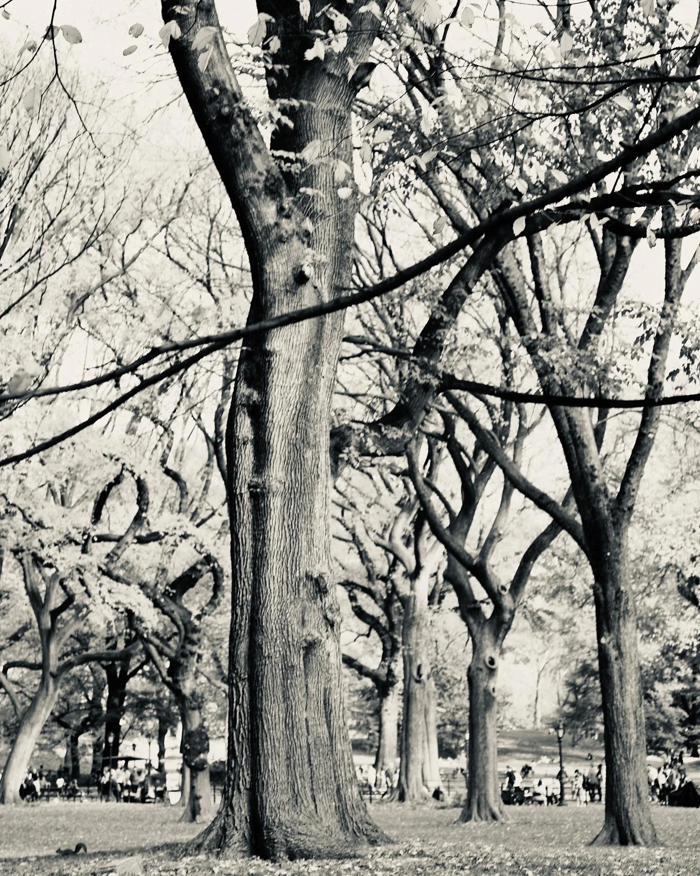 Black and white photo of multiple leafless trees in a park or wooded area, with some leaves on the ground and people in the background.