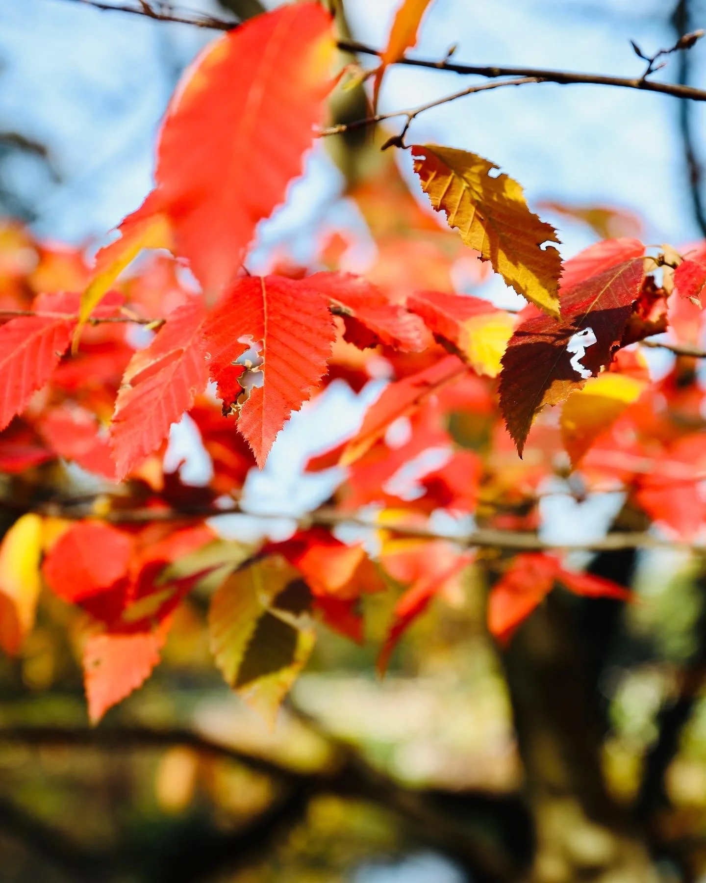 Close-up of red, yellow, and orange autumn leaves on tree branches, blurred background of blue sky and trees.