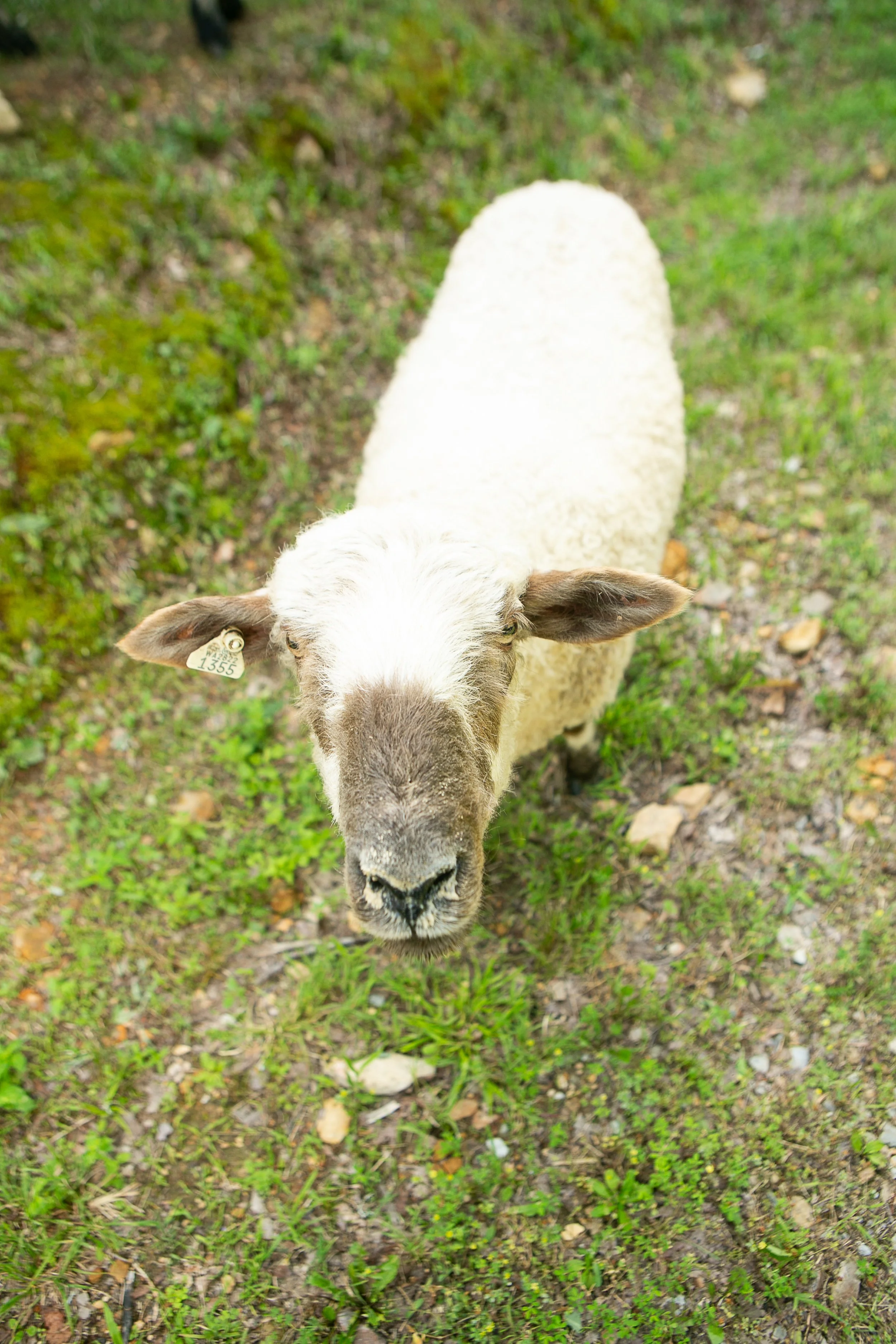 Spiritual director Dr. Amy Schroeder Whipp has several sheep at her Tennessee home, Whipp Acres.