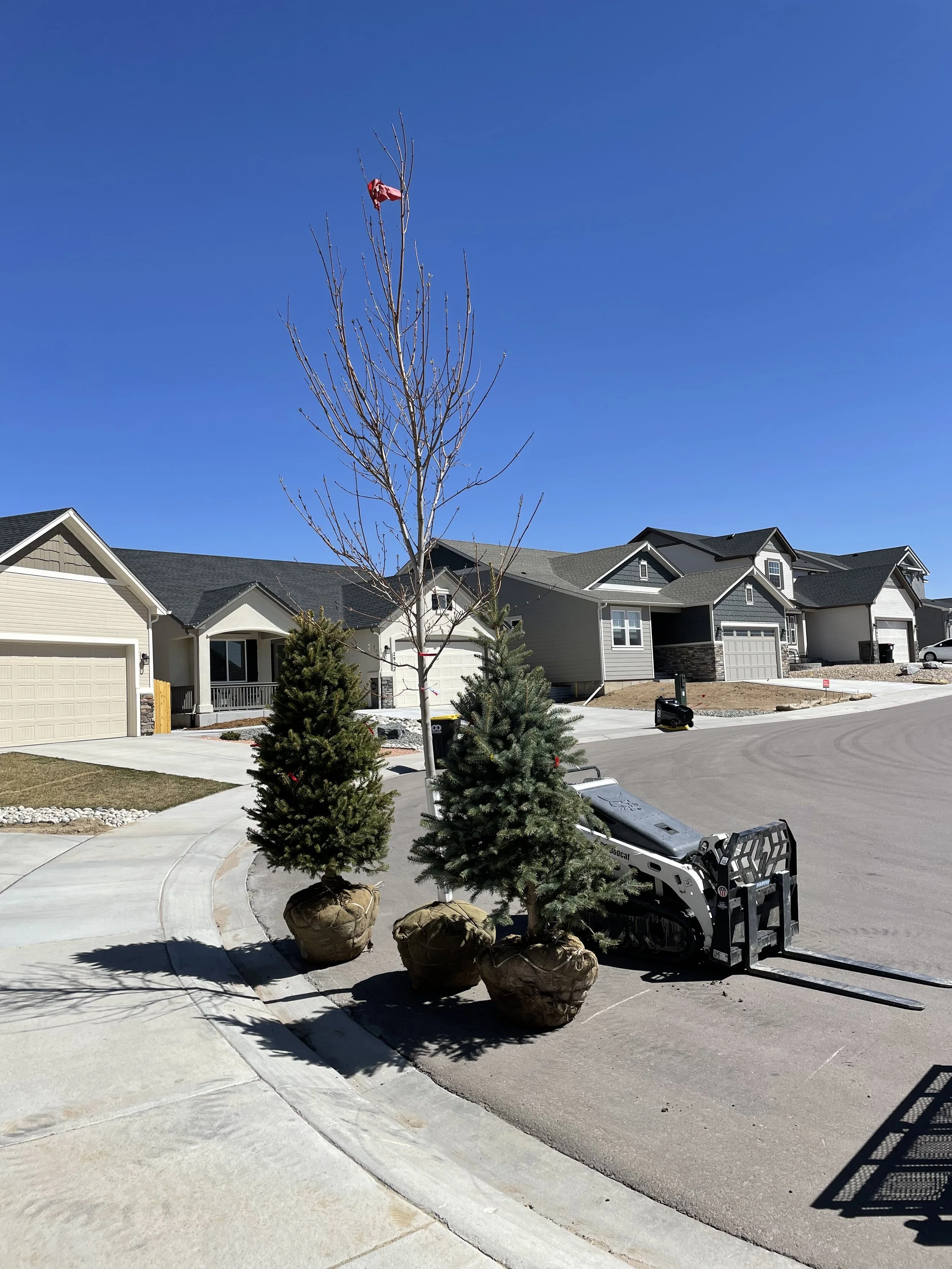 Three potted Christmas trees lined up outside on a driveway with one tree missing its leaves and a red ornament hanging near the top. A small Bobcat loader is parked nearby. Residential houses are visible in the background under a clear blue sky.