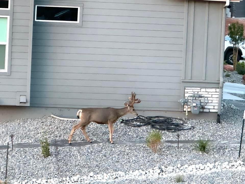 A reindeer standing outside a house near a wall, with garden hoses coiled on the ground nearby.