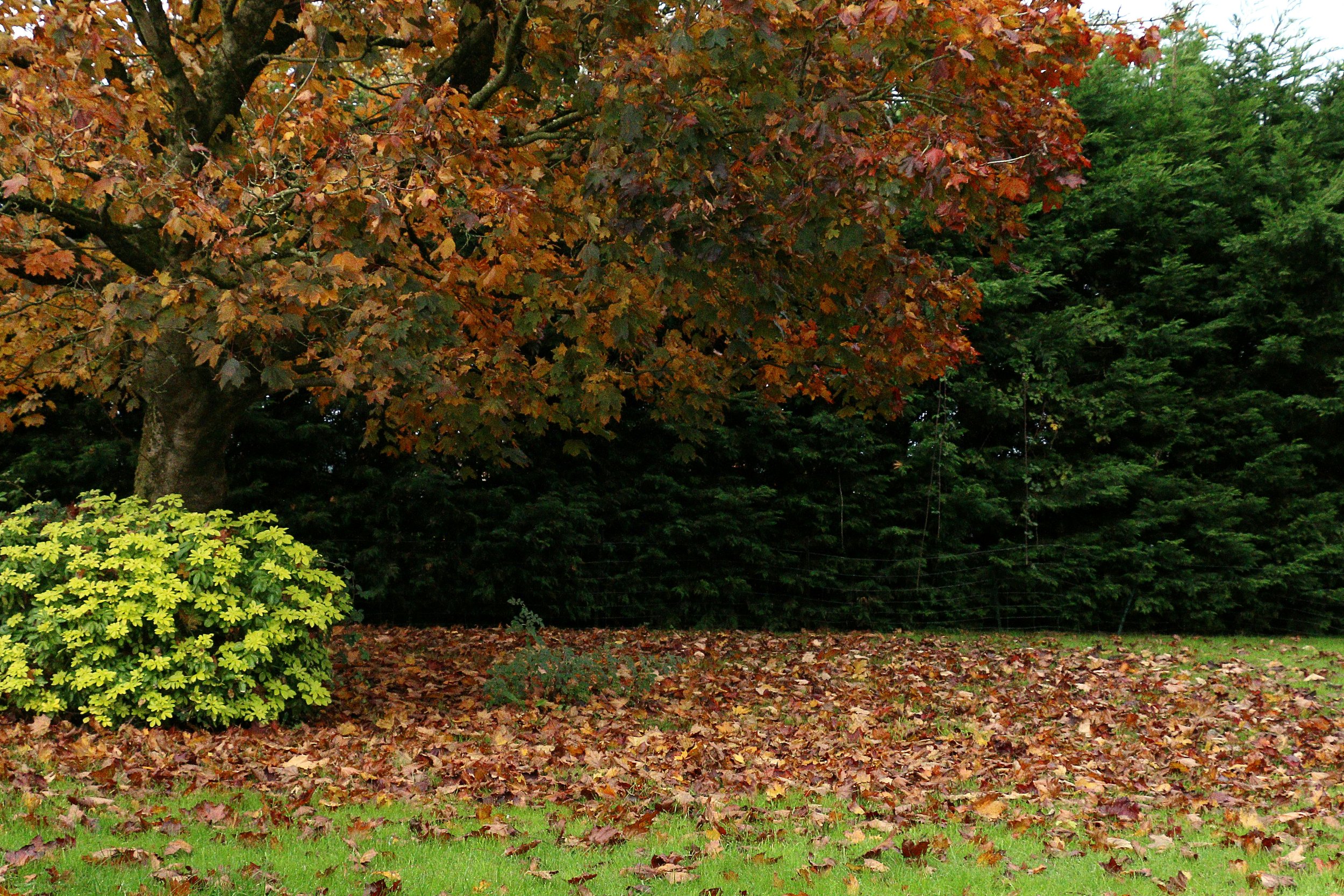 A large tree with orange and red autumn leaves, surrounded by green bushes and a ground covered with fallen leaves, with darker green trees in the background.