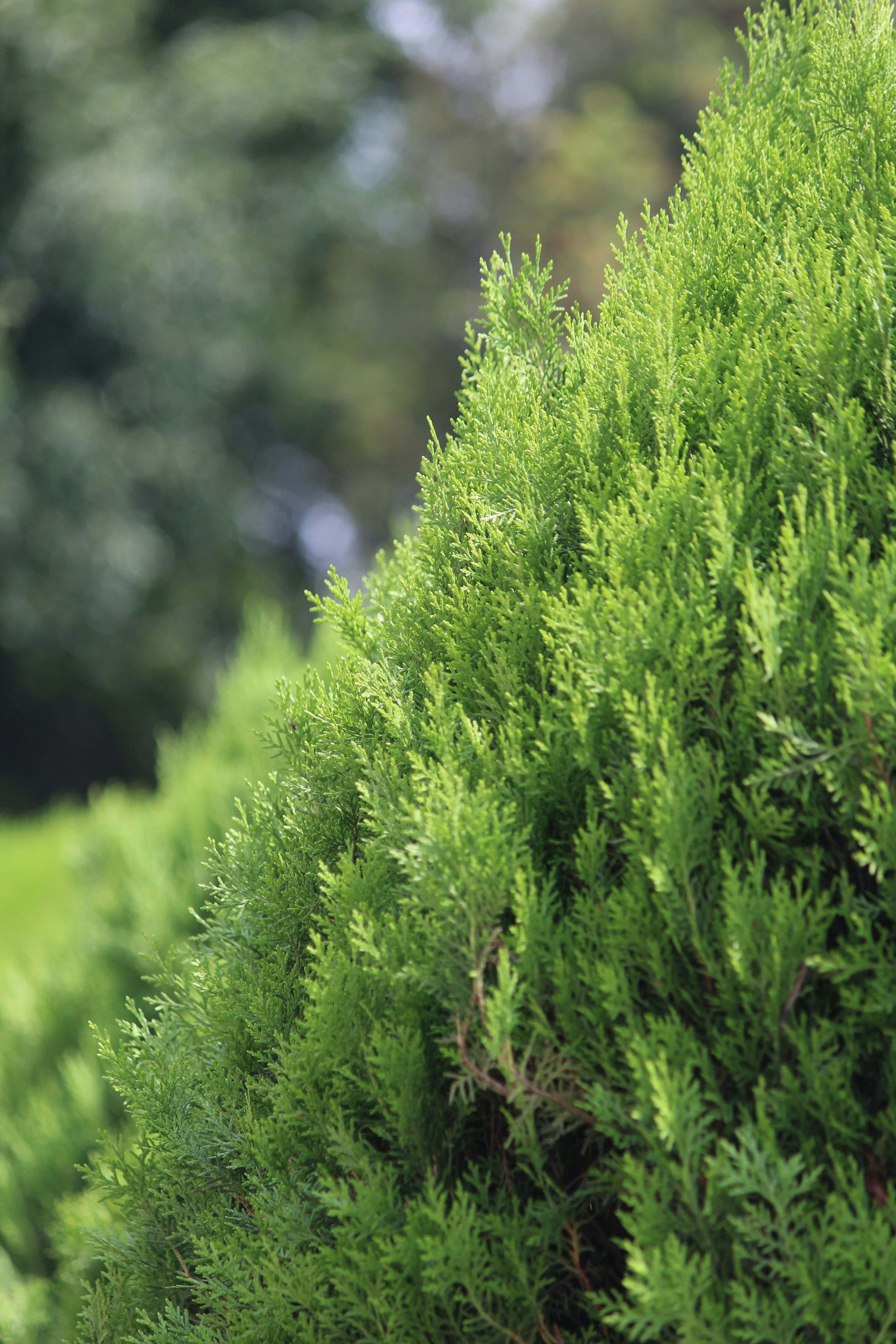 Close-up of a lush, green coniferous shrub with densely packed needle-like leaves.