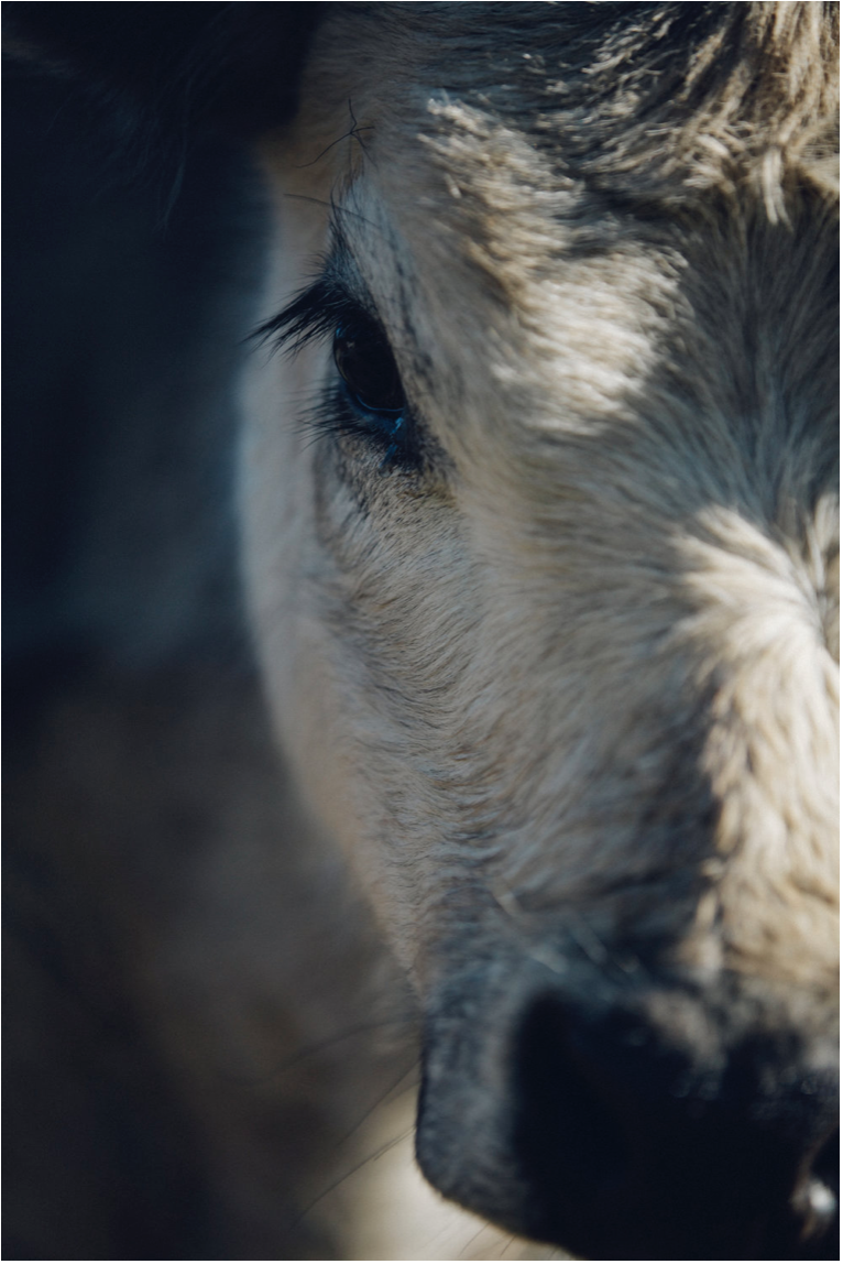 Screenshot 2024-04-02 at 5.32.27 pm.png