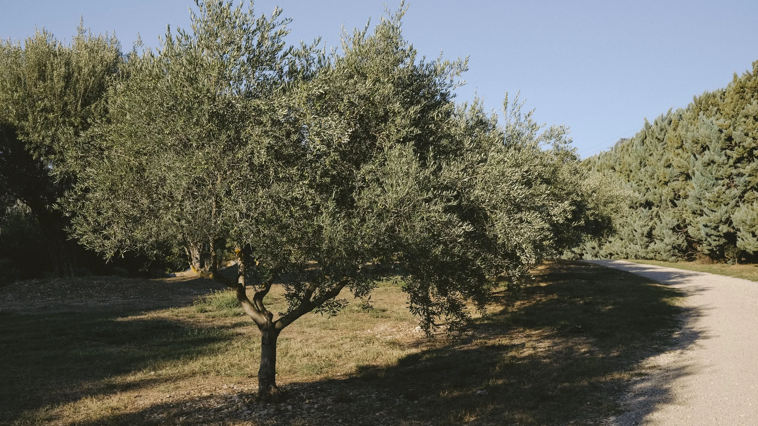 PROVENCE-CQUIDDINGTON-DSCF7188.jpg