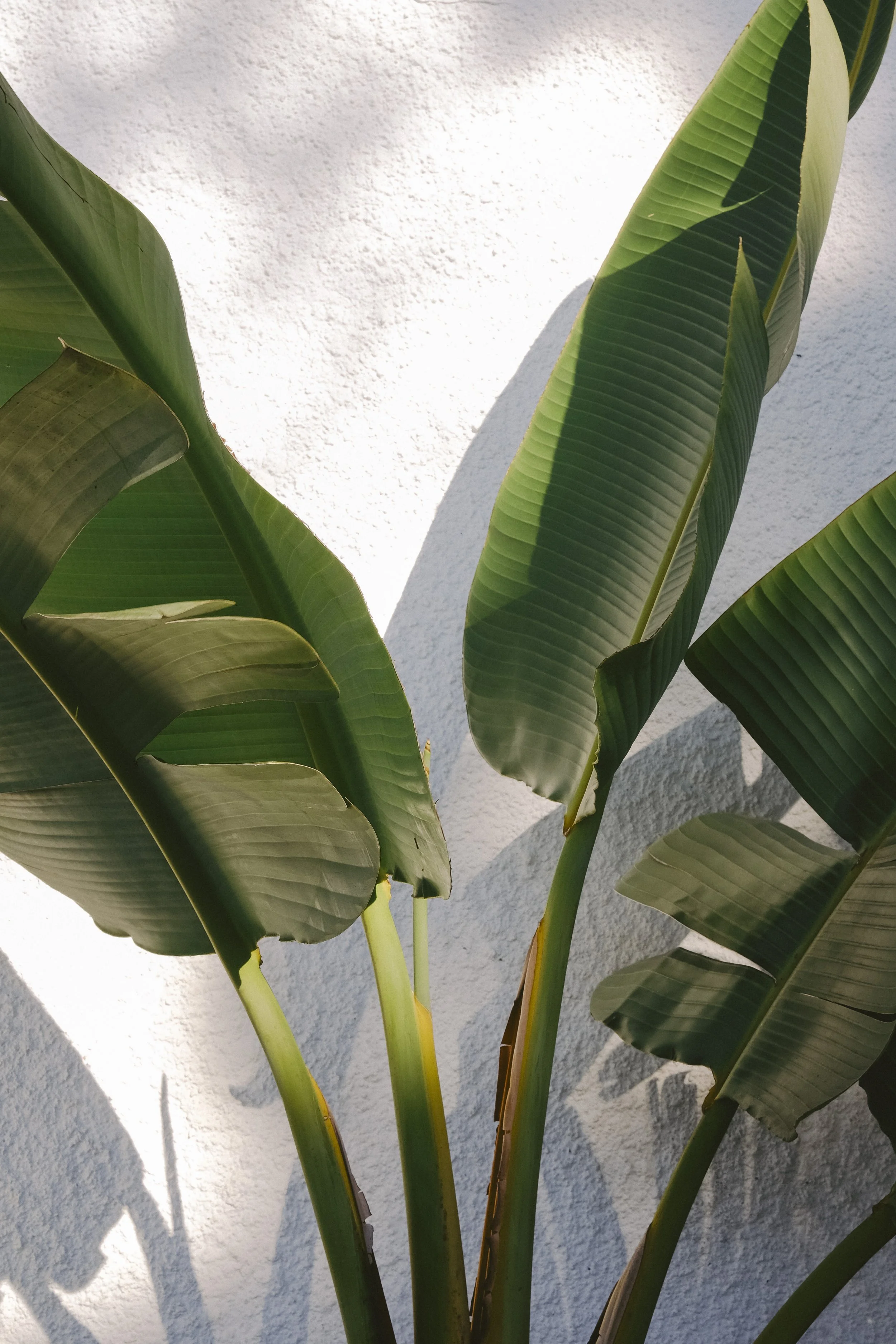 COSTA BRAVA-CQUIDDINGTON-DSCF7958.jpg